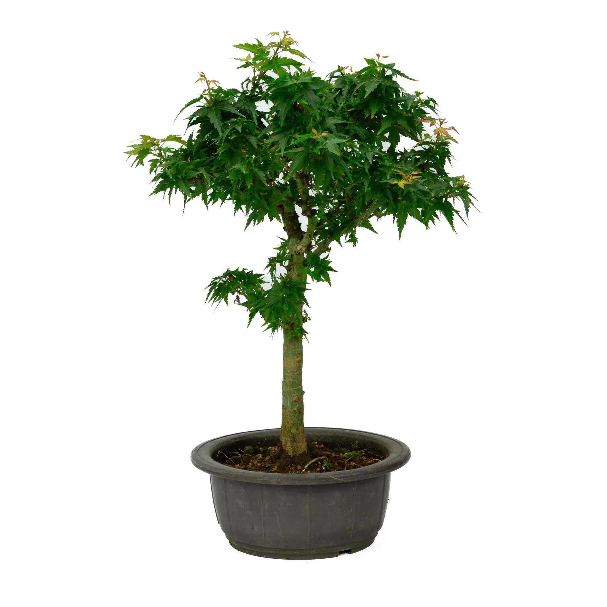 Acer palmatum 'Kotohime' plastic pot 18cm, hoogte ~43cm - Image 4