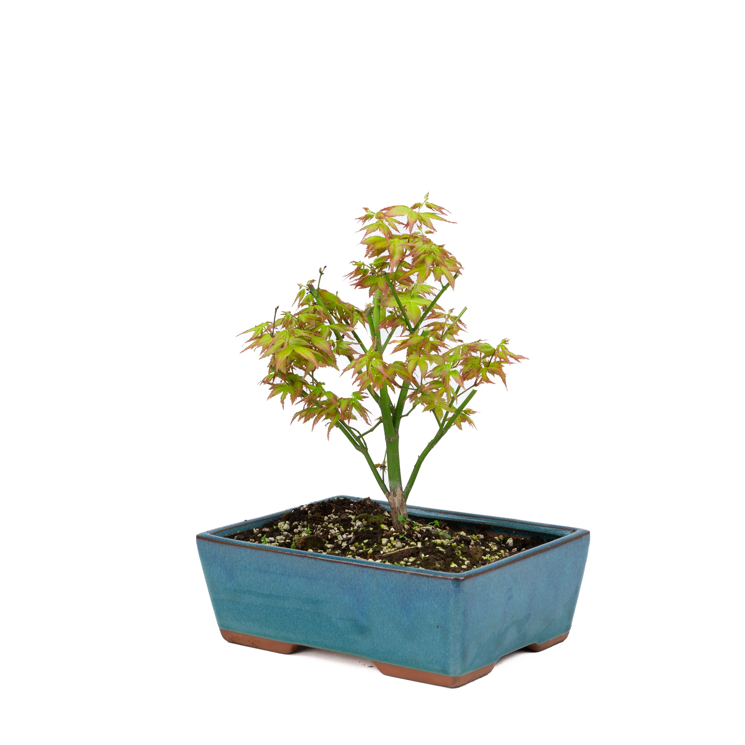 Acer palmatum 'Little Princess' (Japanse esdoorn), hoogte ~34cm - Image 2
