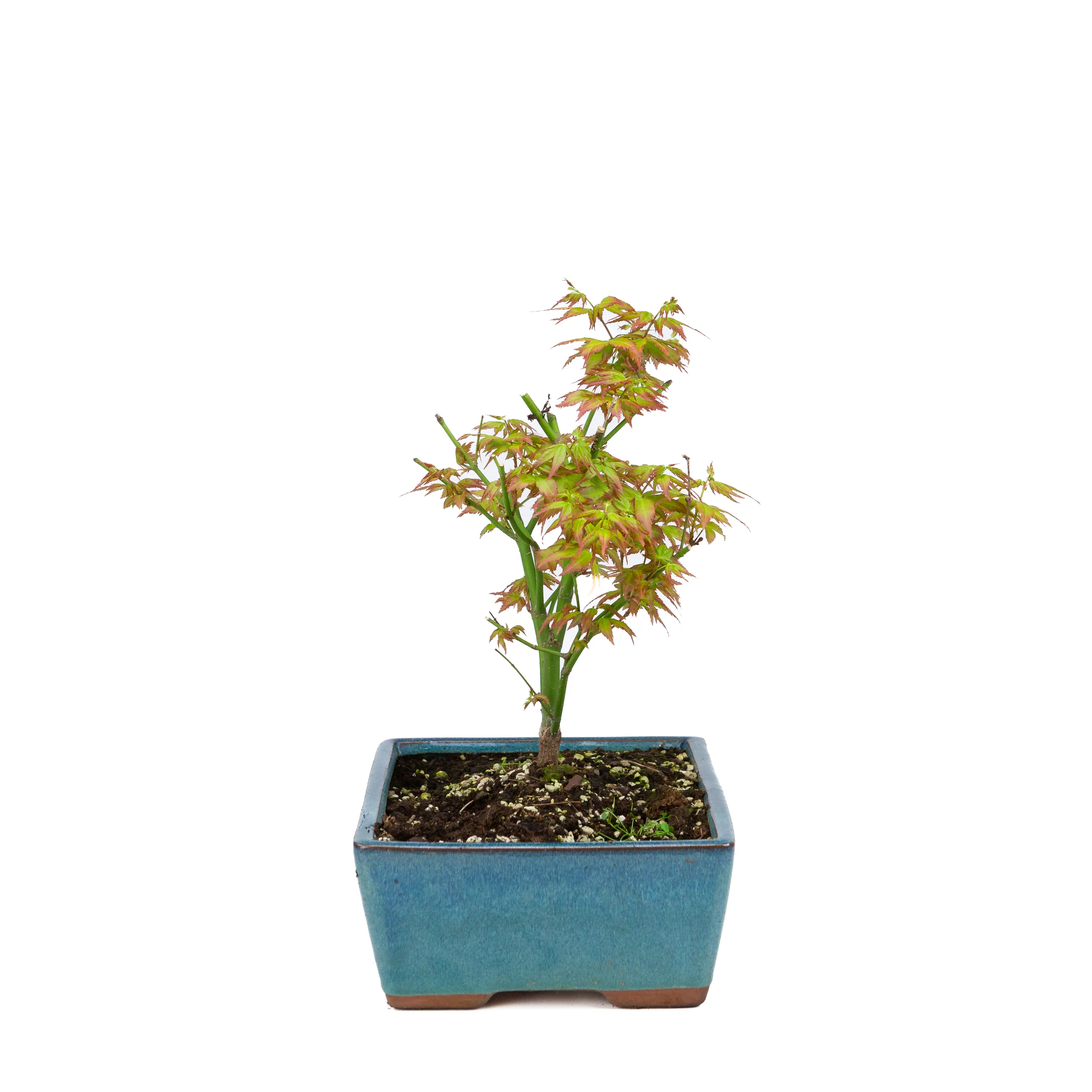 Acer palmatum 'Little Princess' (Japanse esdoorn), hoogte ~34cm - Image 3