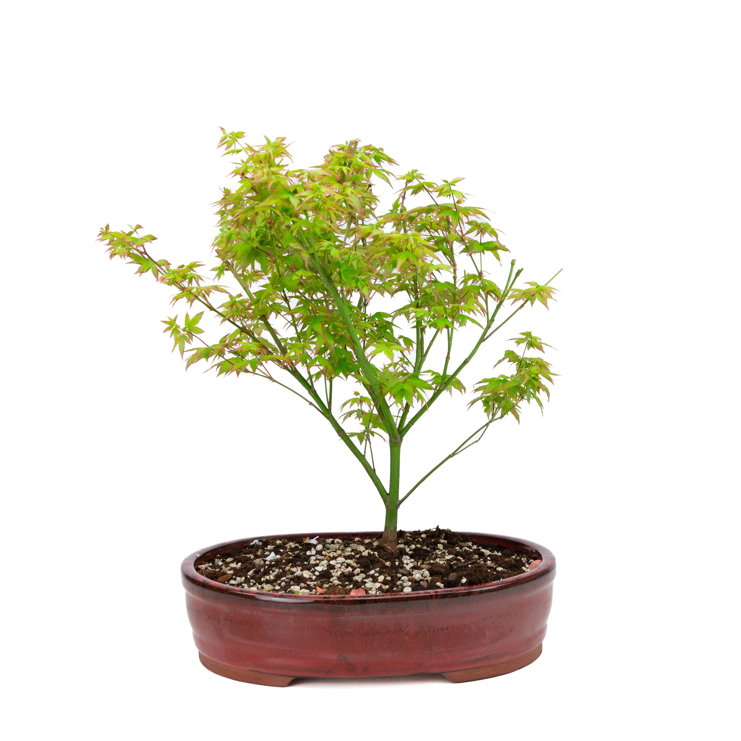 Acer palmatum 'Little Princess' (Japanse esdoorn), hoogte ~43cm