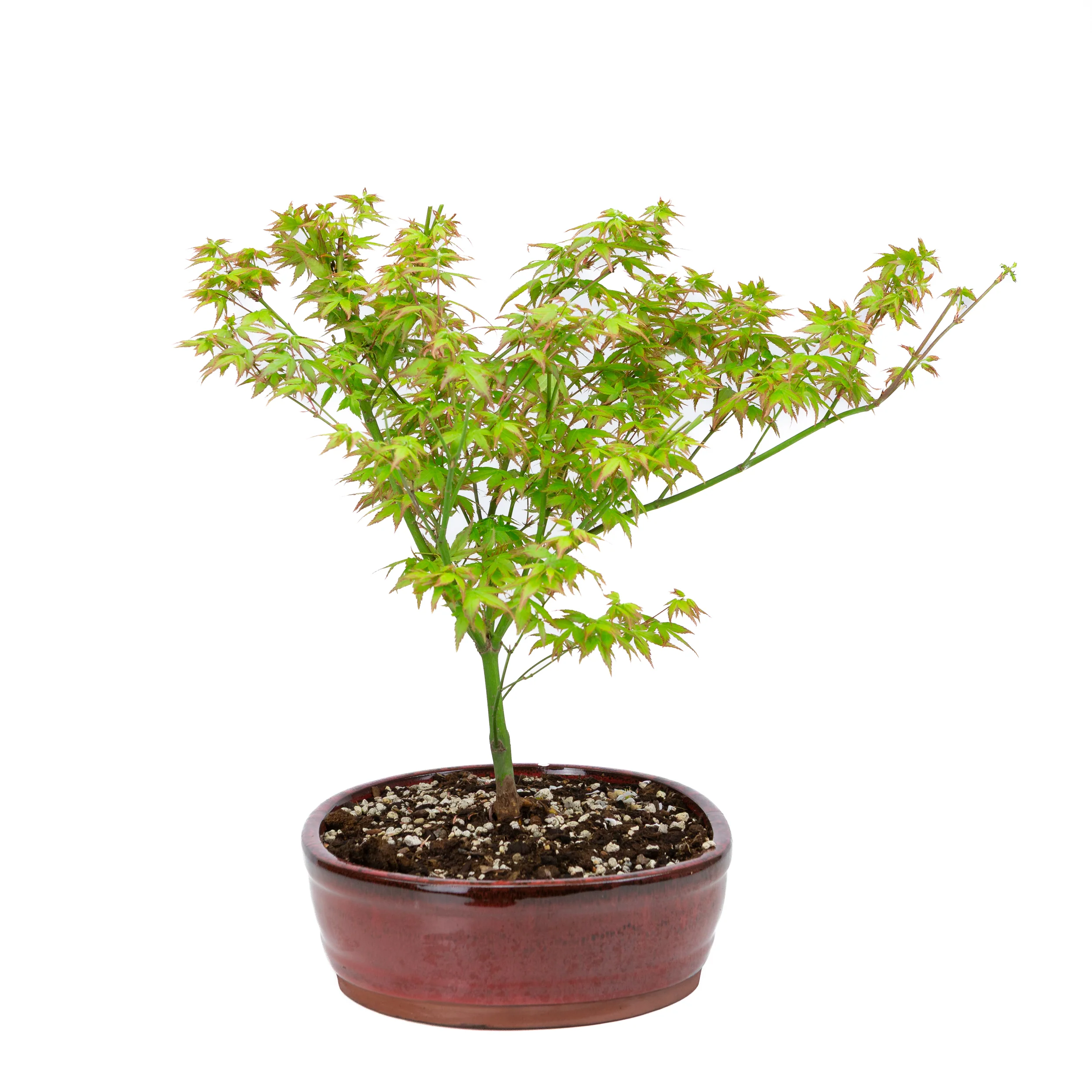 Acer palmatum 'Little Princess' (Japanse esdoorn), hoogte ~43cm - Image 2