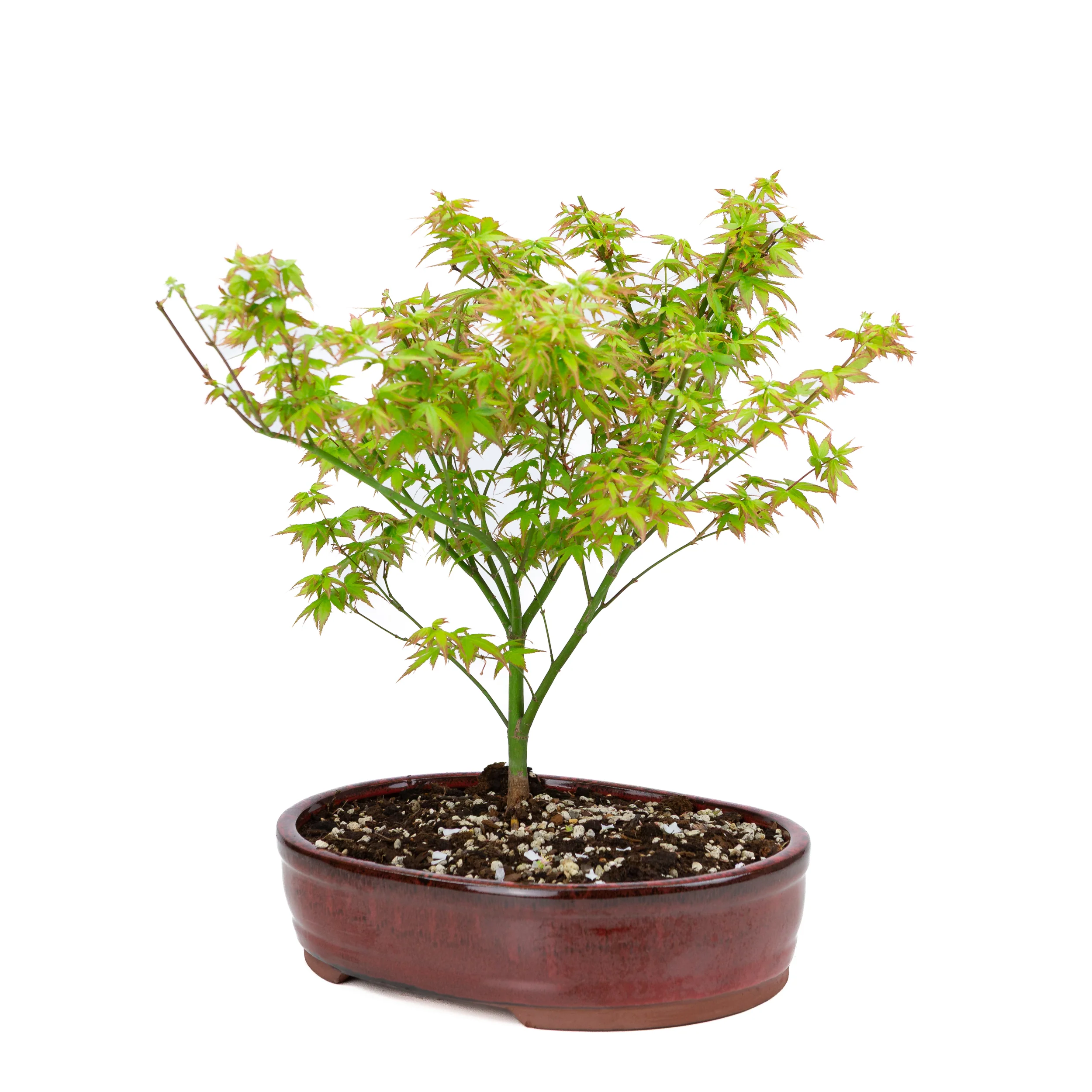 Acer palmatum 'Little Princess' (Japanse esdoorn), hoogte ~43cm - Image 3