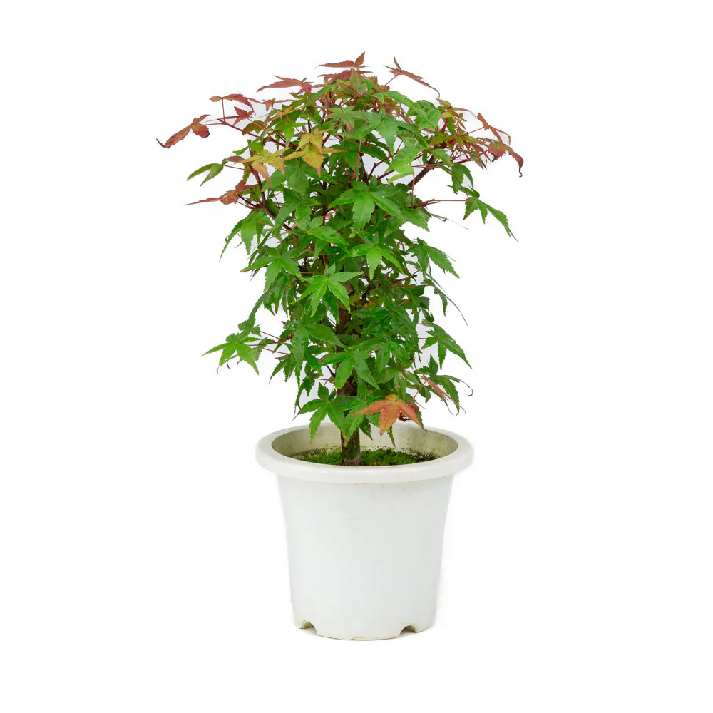 Acer palmatum plastic pot 13cm, hoogte ~33cm - Image 2