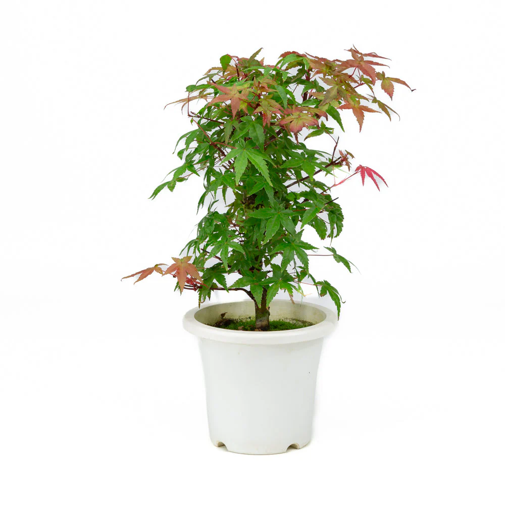 Acer palmatum plastic pot 13cm, hoogte ~33cm - Image 3