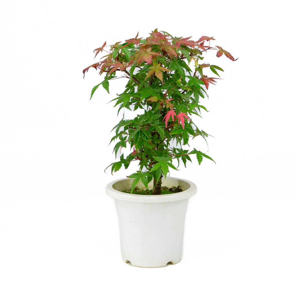 Acer palmatum plastic pot 13cm, hoogte ~33cm - Image 4