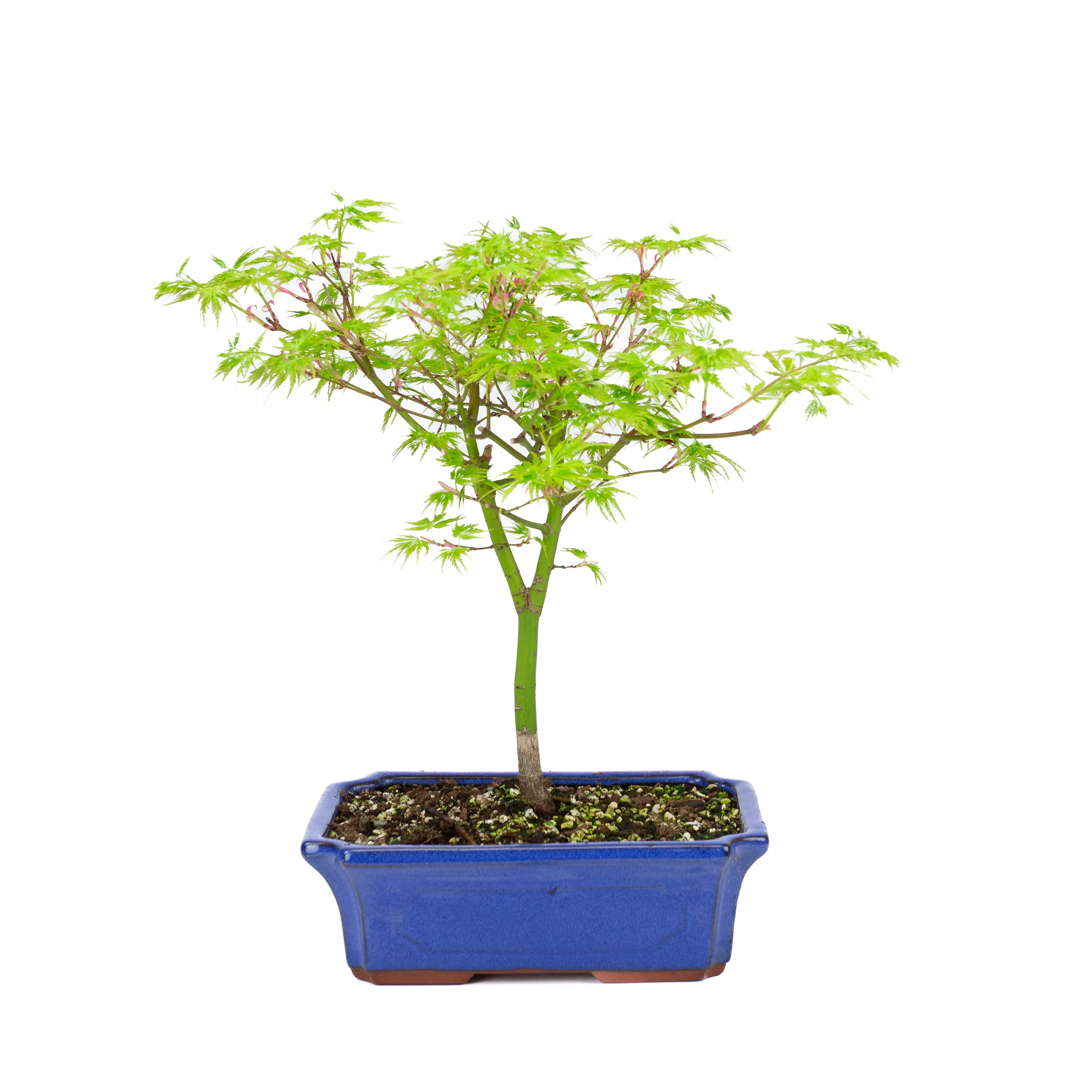 Acer palmatum 'Seiryu' (Japanse esdoorn), hoogte ~39cm