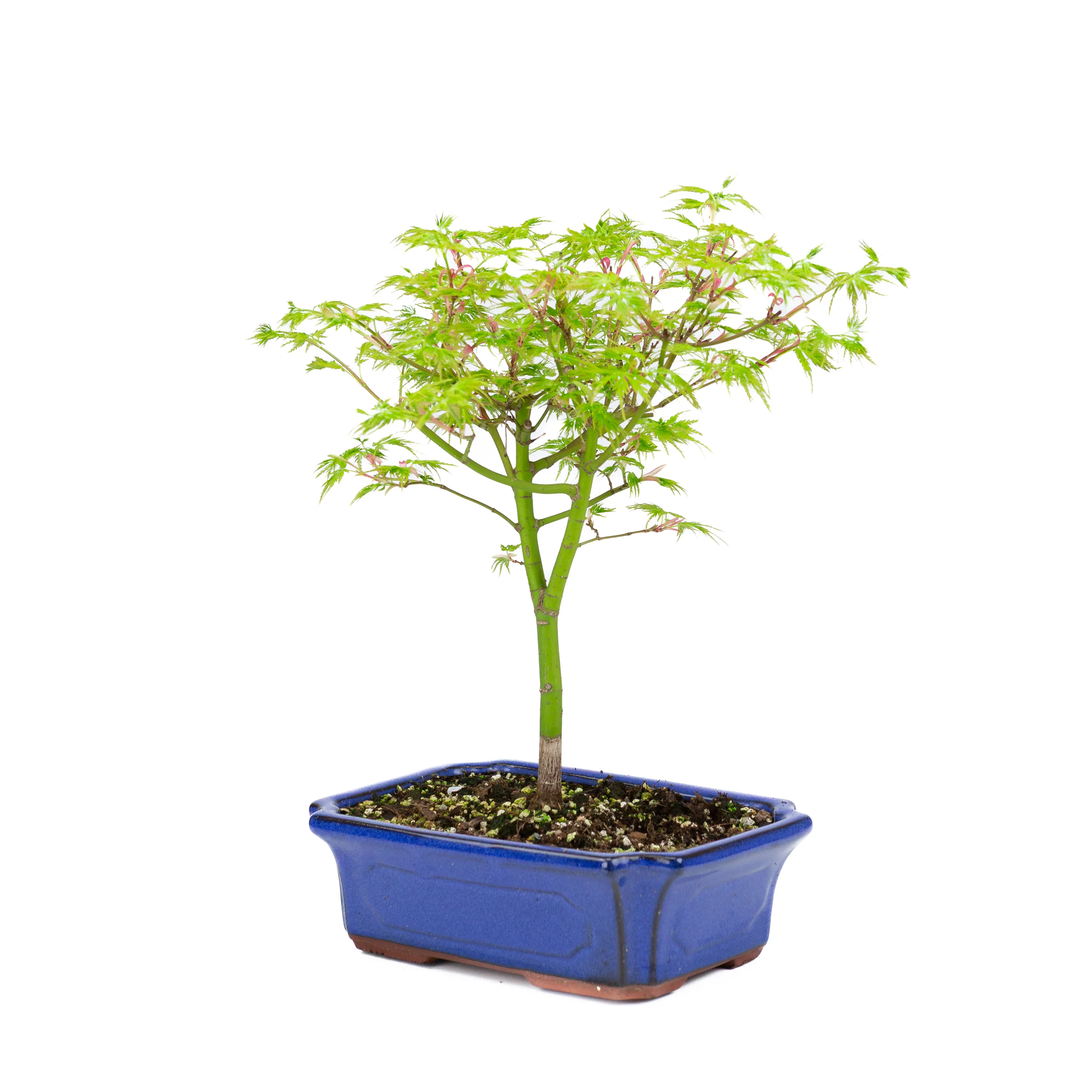 Acer palmatum 'Seiryu' (Japanse esdoorn), hoogte ~39cm - Image 2