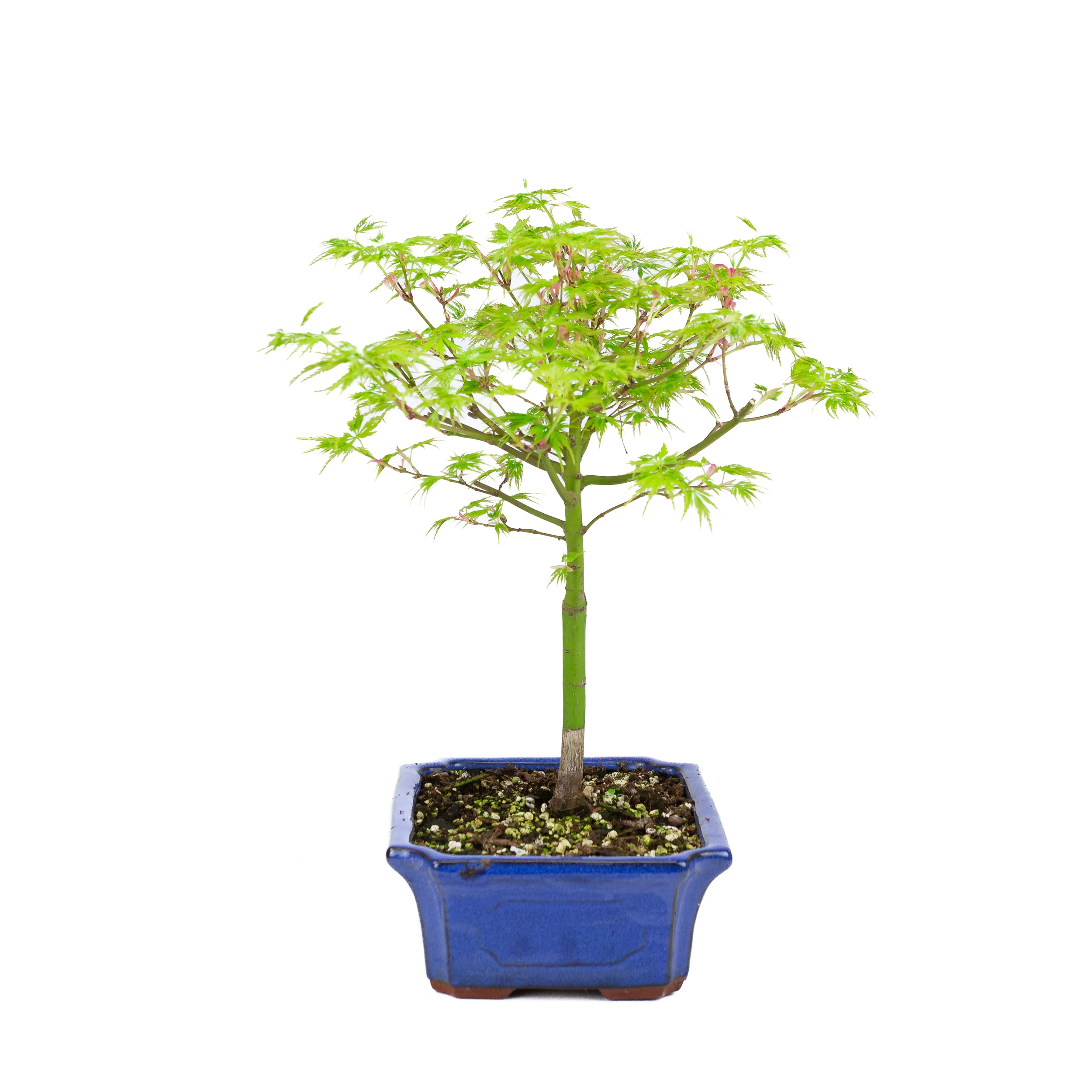 Acer palmatum 'Seiryu' (Japanse esdoorn), hoogte ~39cm - Image 3