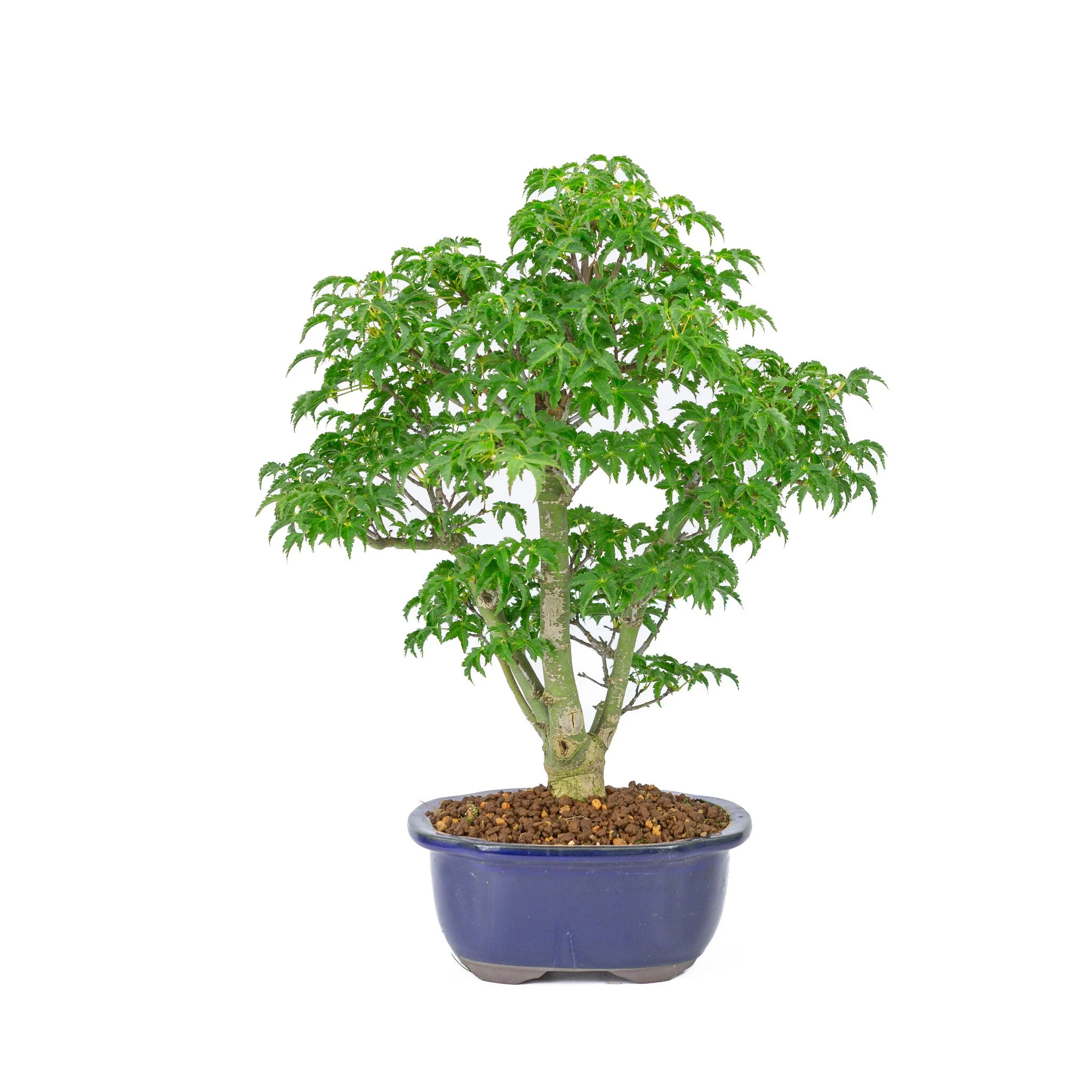 Acer palmatum 'Shishigashira' blauwe Mokko pot 20cm, hoogte ~45cm - Image 3