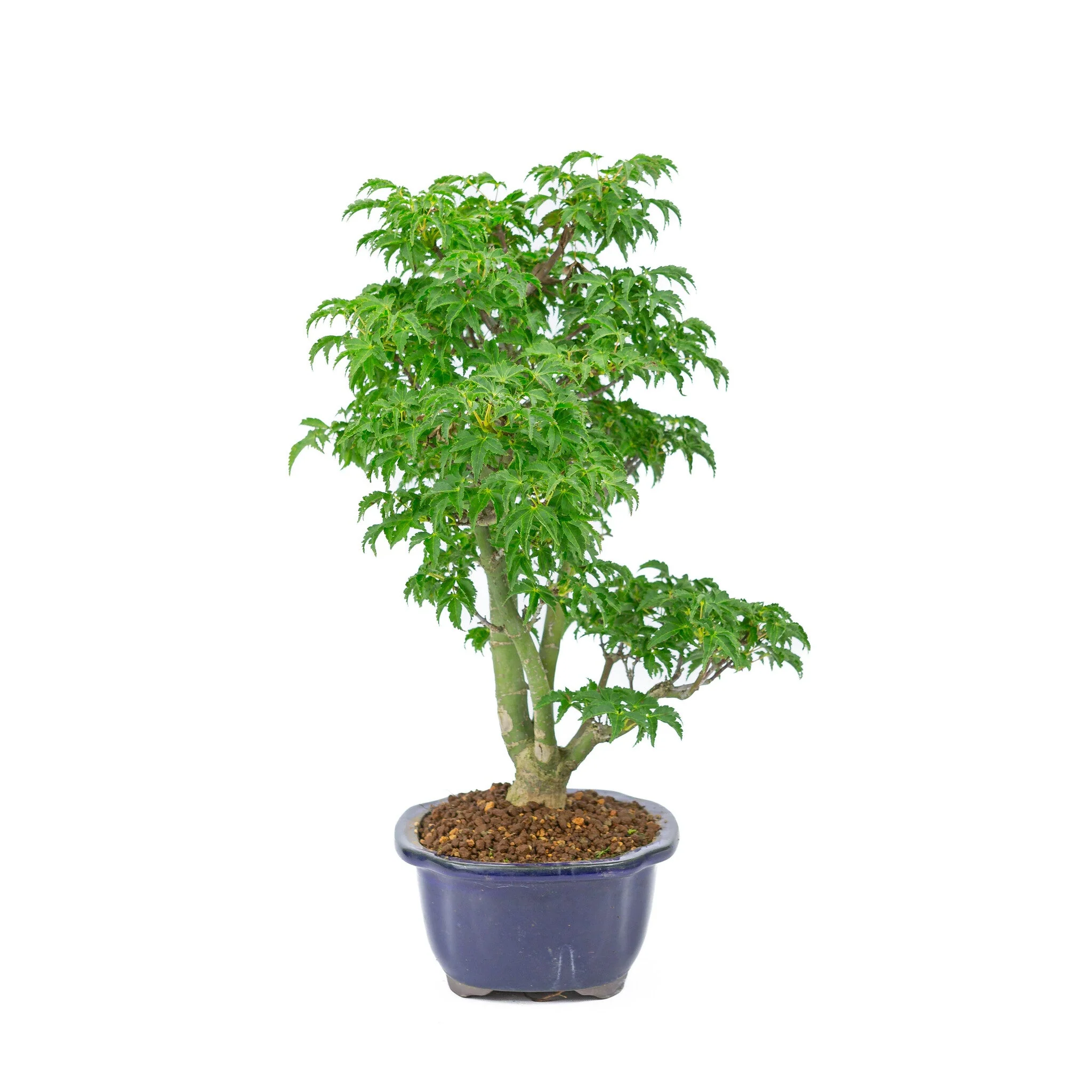 Acer palmatum 'Shishigashira' blauwe Mokko pot 20cm, hoogte ~45cm - Image 4