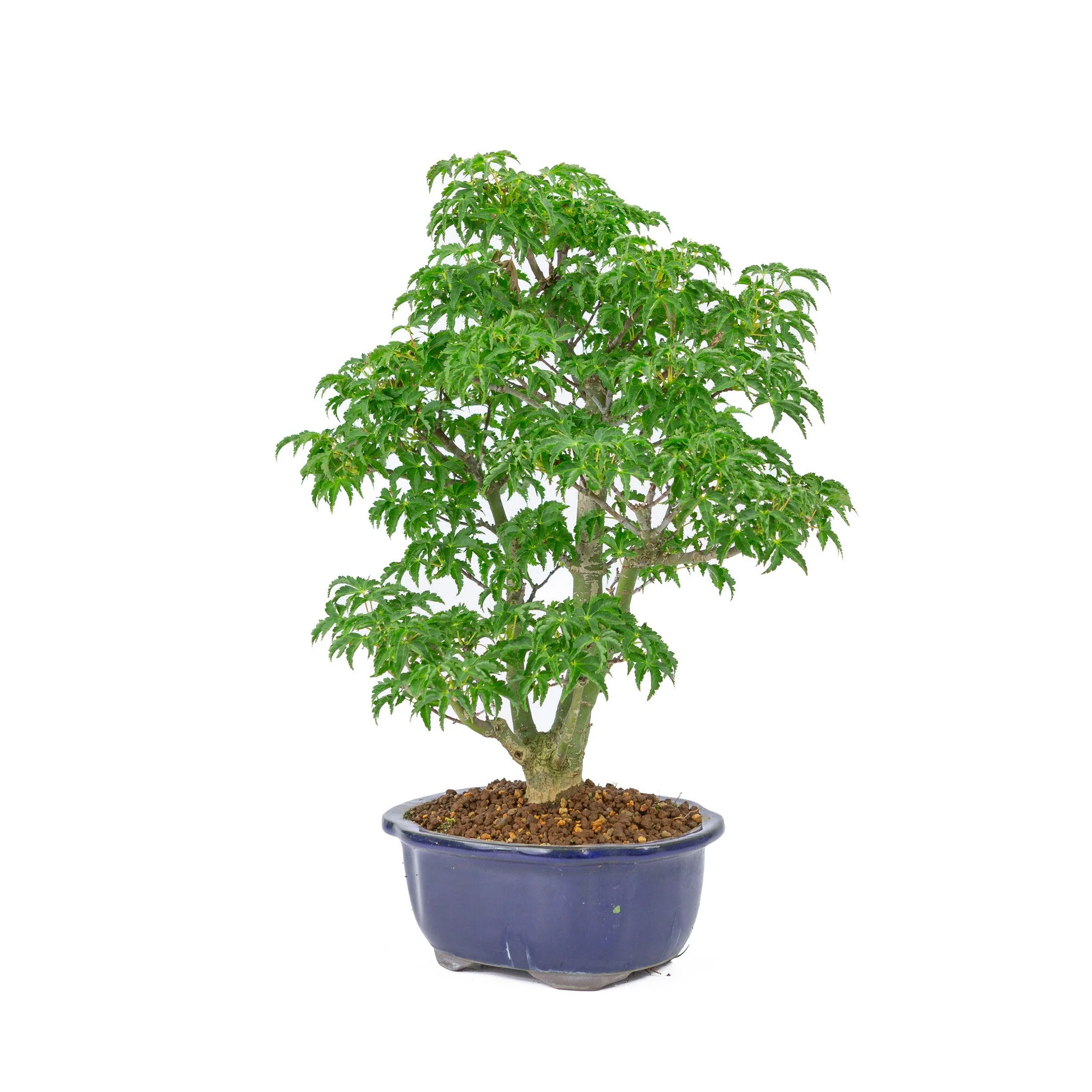 Acer palmatum 'Shishigashira' blauwe Mokko pot 20cm, hoogte ~45cm - Image 5