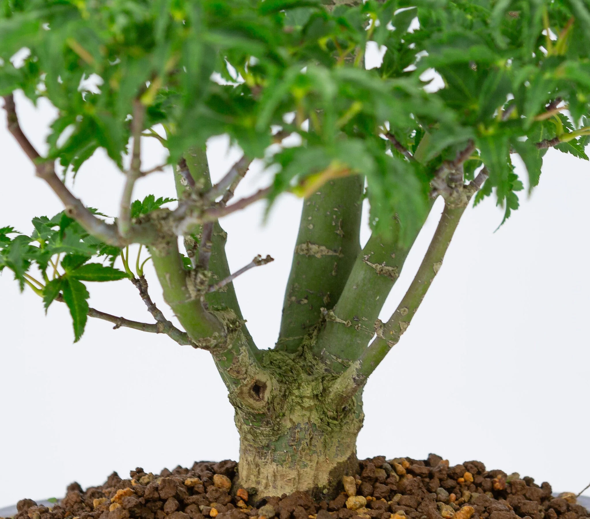 Acer palmatum 'Shishigashira' blauwe Mokko pot 20cm, hoogte ~45cm - Image 6