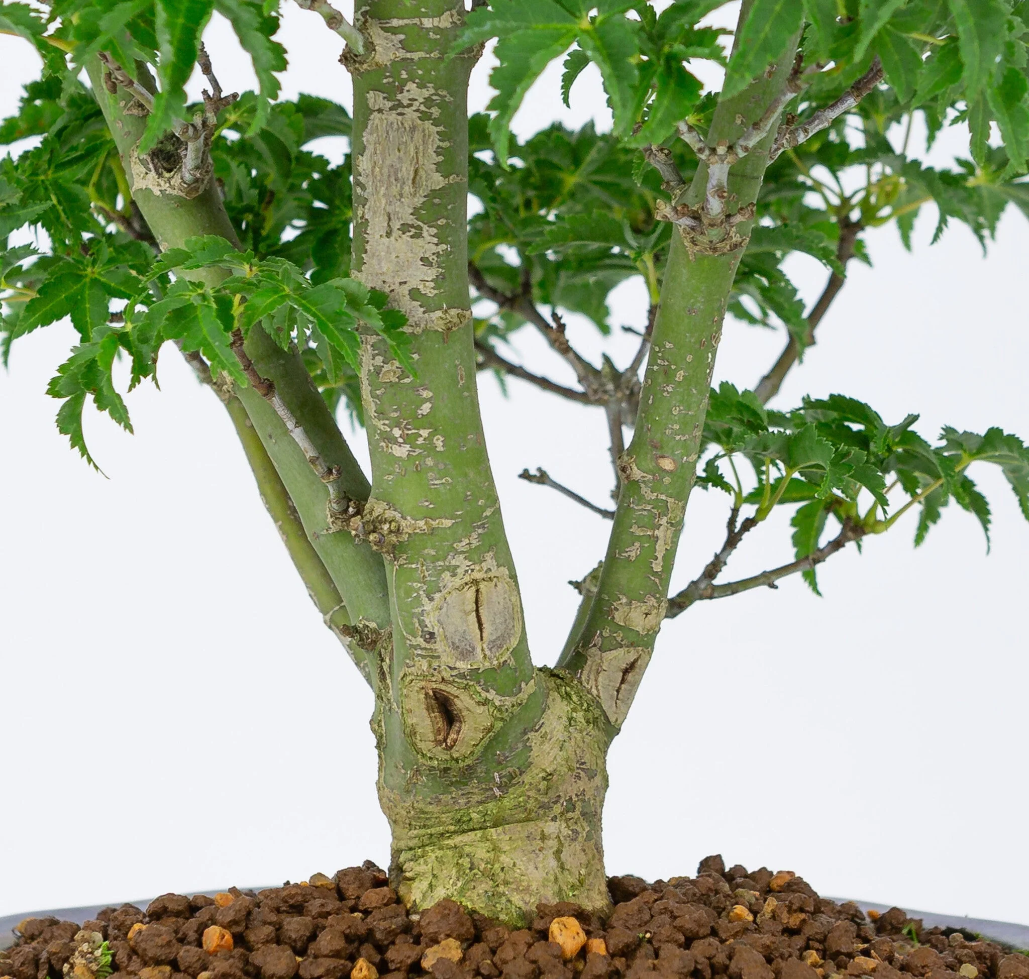 Acer palmatum 'Shishigashira' blauwe Mokko pot 20cm, hoogte ~45cm - Image 7