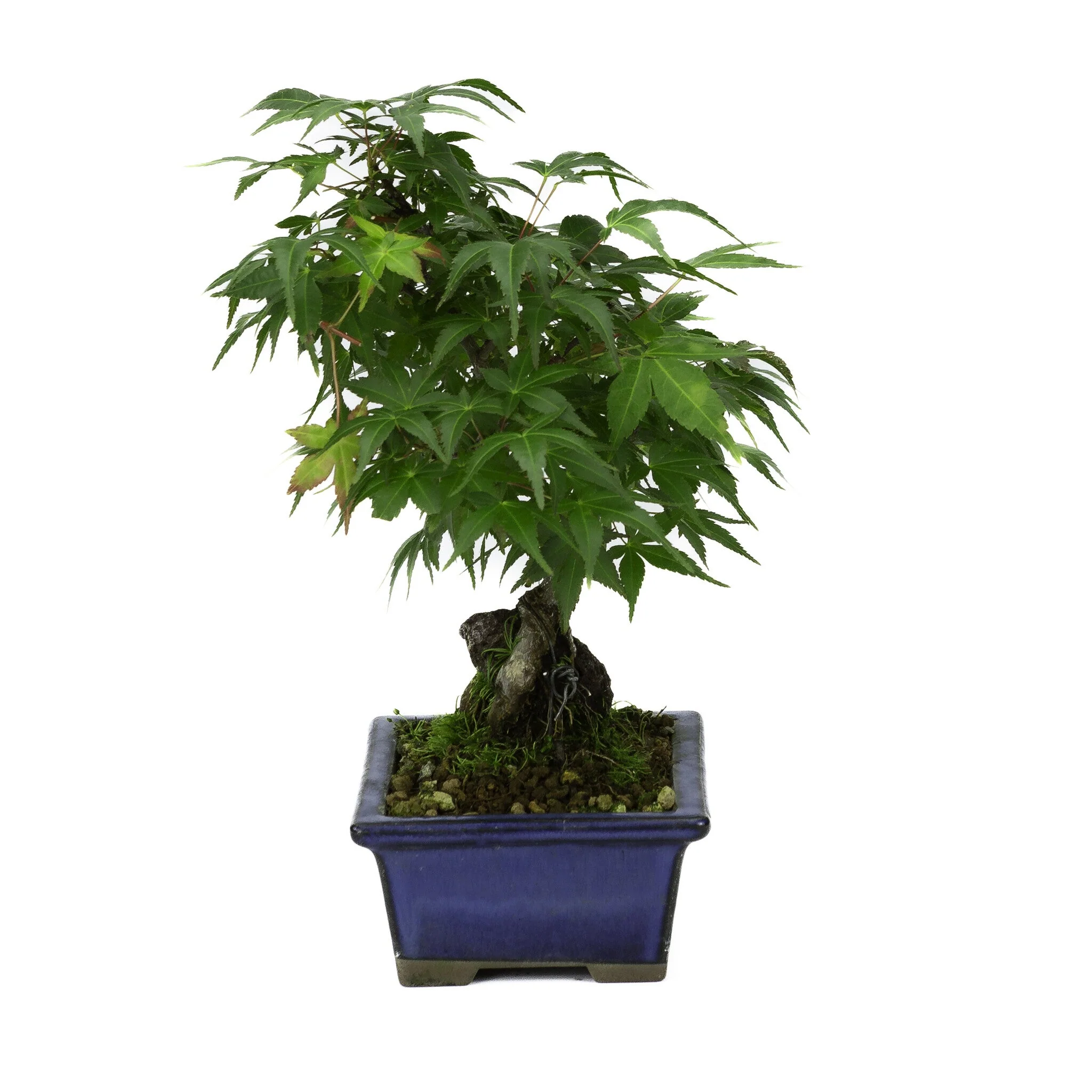 Miniatuur 2