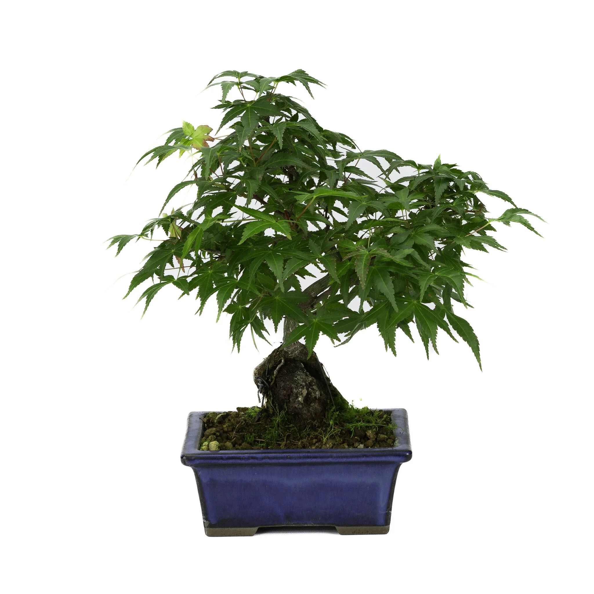 Acer palmatum wortels over rots blauwe pot 13cm, hoogte ~26cm - Image 3