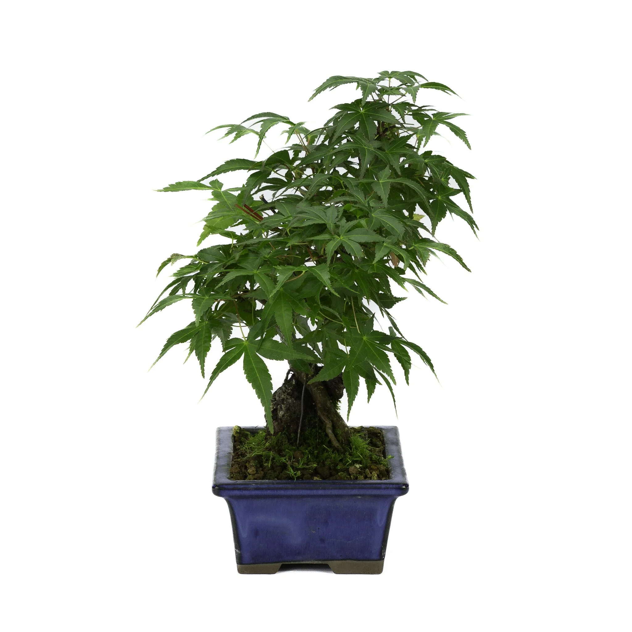 Acer palmatum wortels over rots blauwe pot 13cm, hoogte ~26cm - Image 4