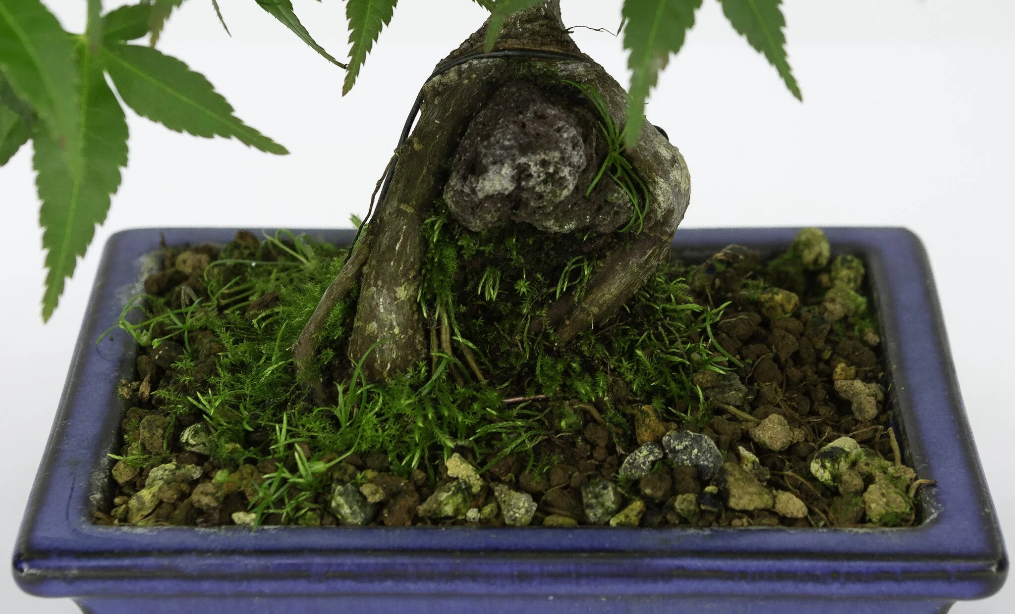 Acer palmatum wortels over rots blauwe pot 13cm, hoogte ~26cm - Image 5