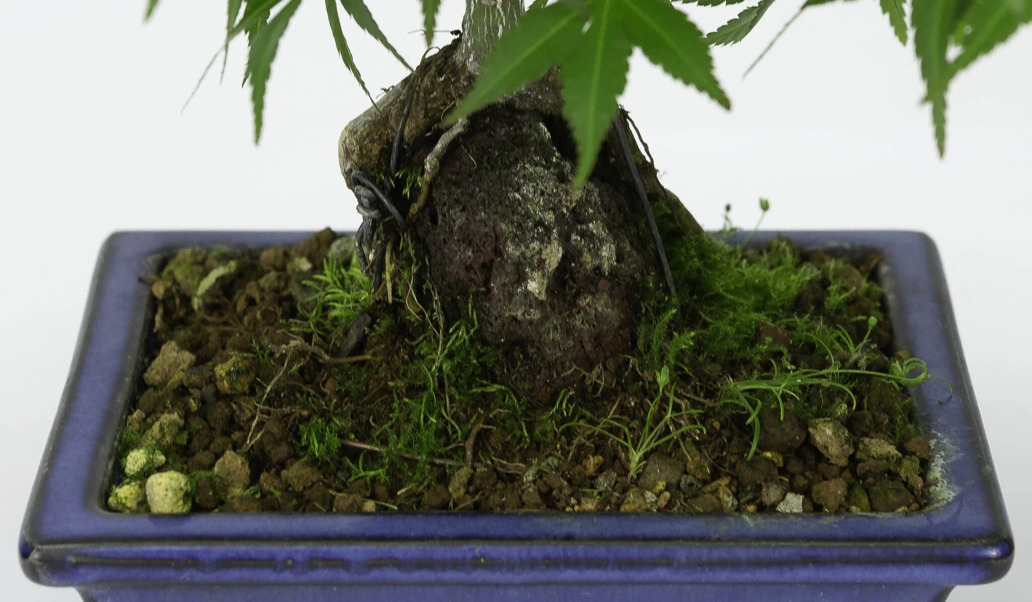 Acer palmatum wortels over rots blauwe pot 13cm, hoogte ~26cm - Image 6
