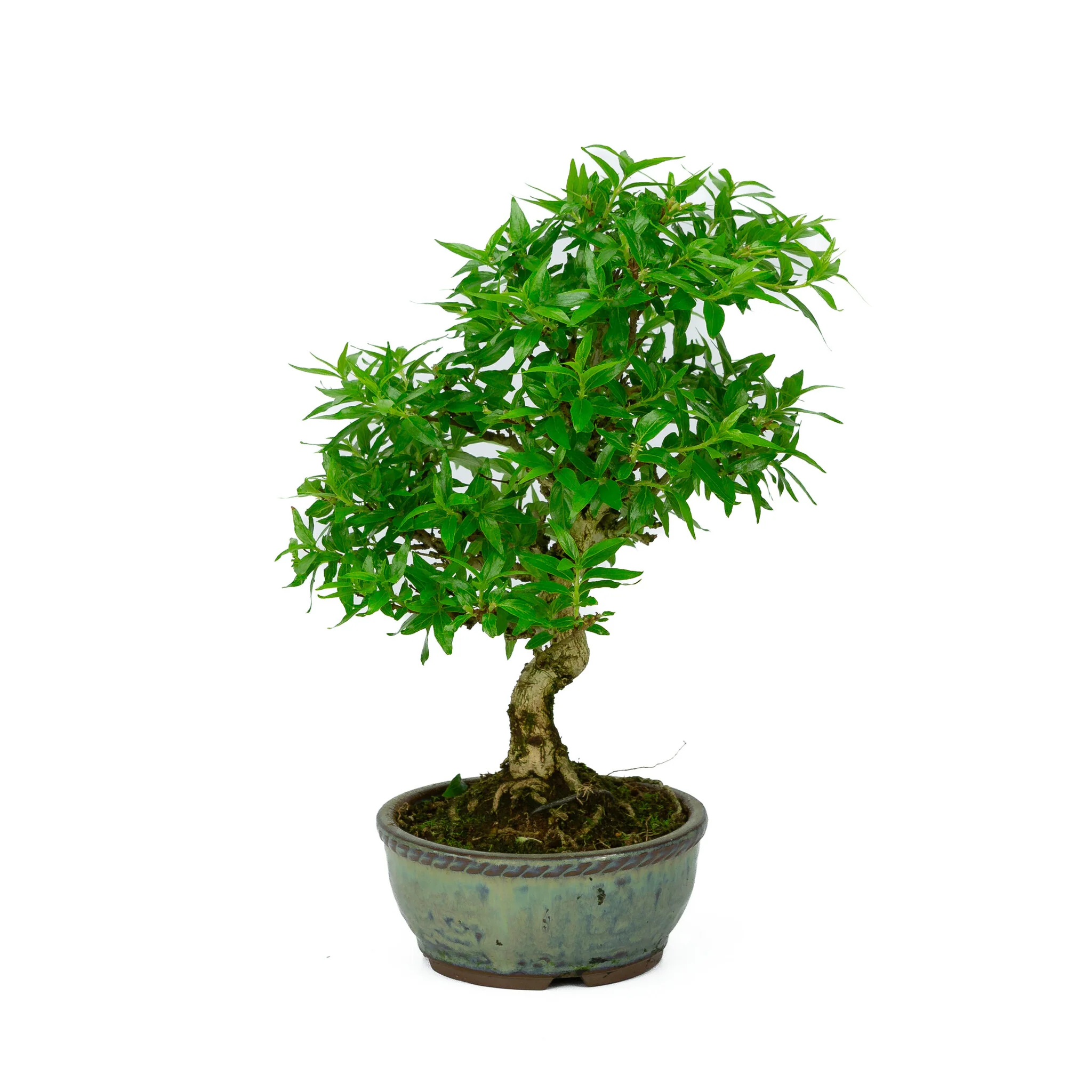 Asplenium blauwe ronde pot 13cm, hoogte ~30cm