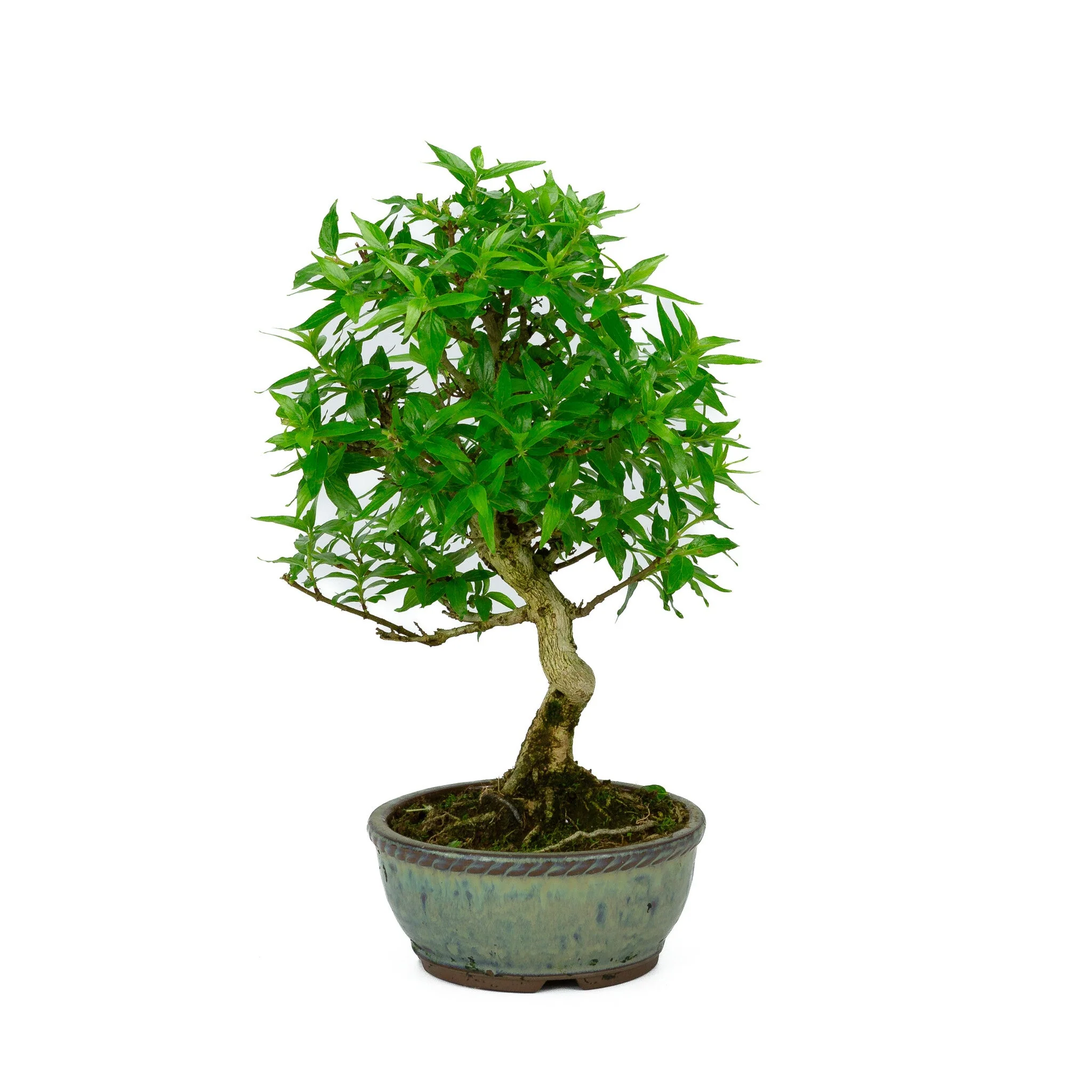 Asplenium blauwe ronde pot 13cm, hoogte ~30cm - Image 2