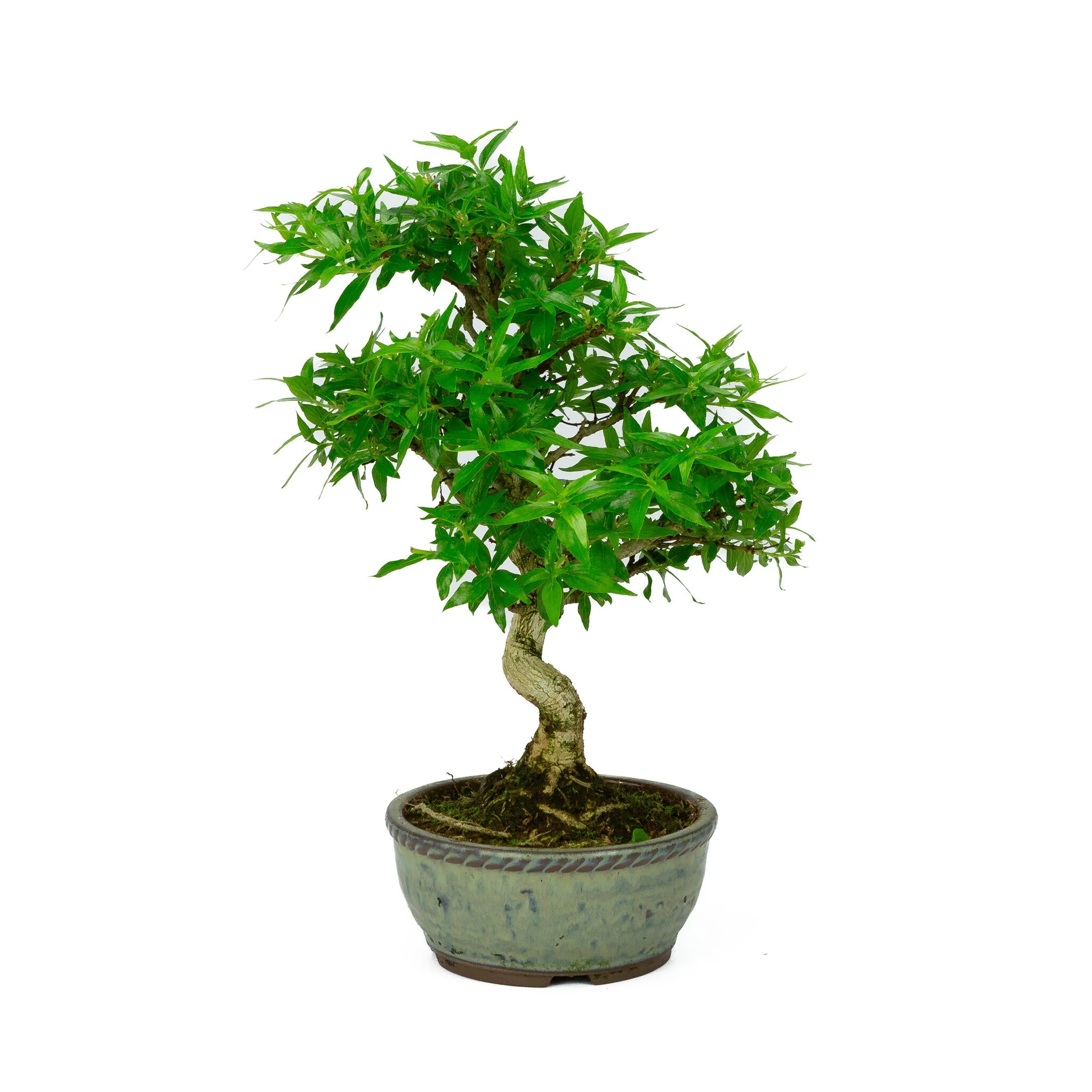 Asplenium blauwe ronde pot 13cm, hoogte ~30cm - Image 3