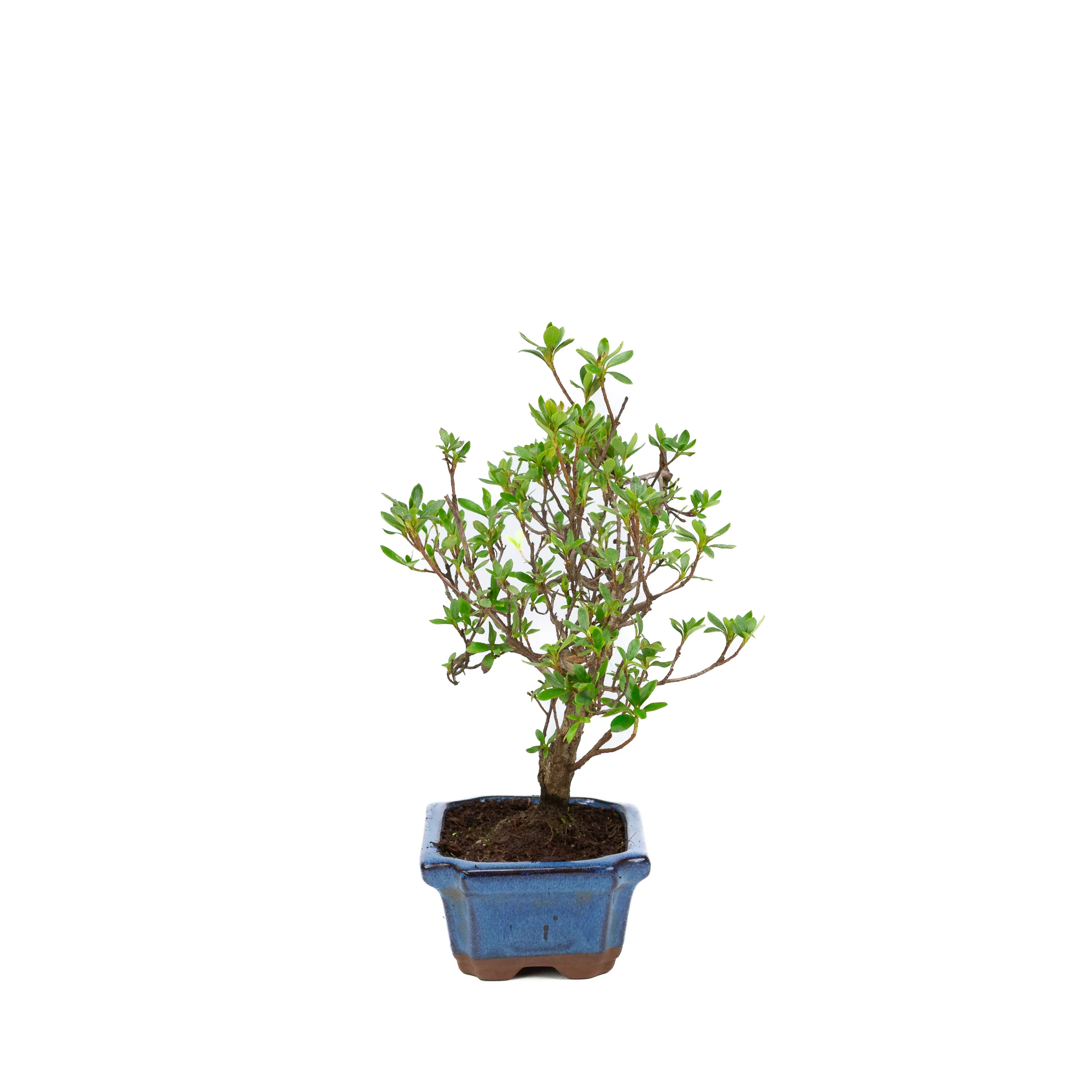 Rhododendron blauwe rechthoekige pot 15cm, hoogte ~30cm - Image 3