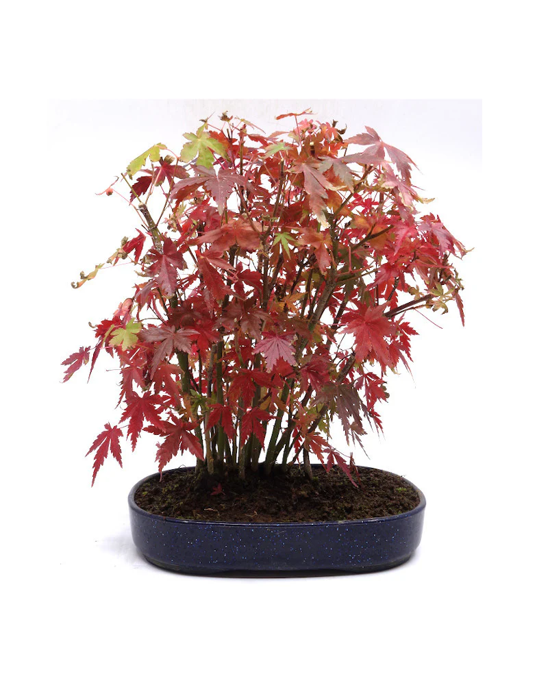 Miniatuur 1