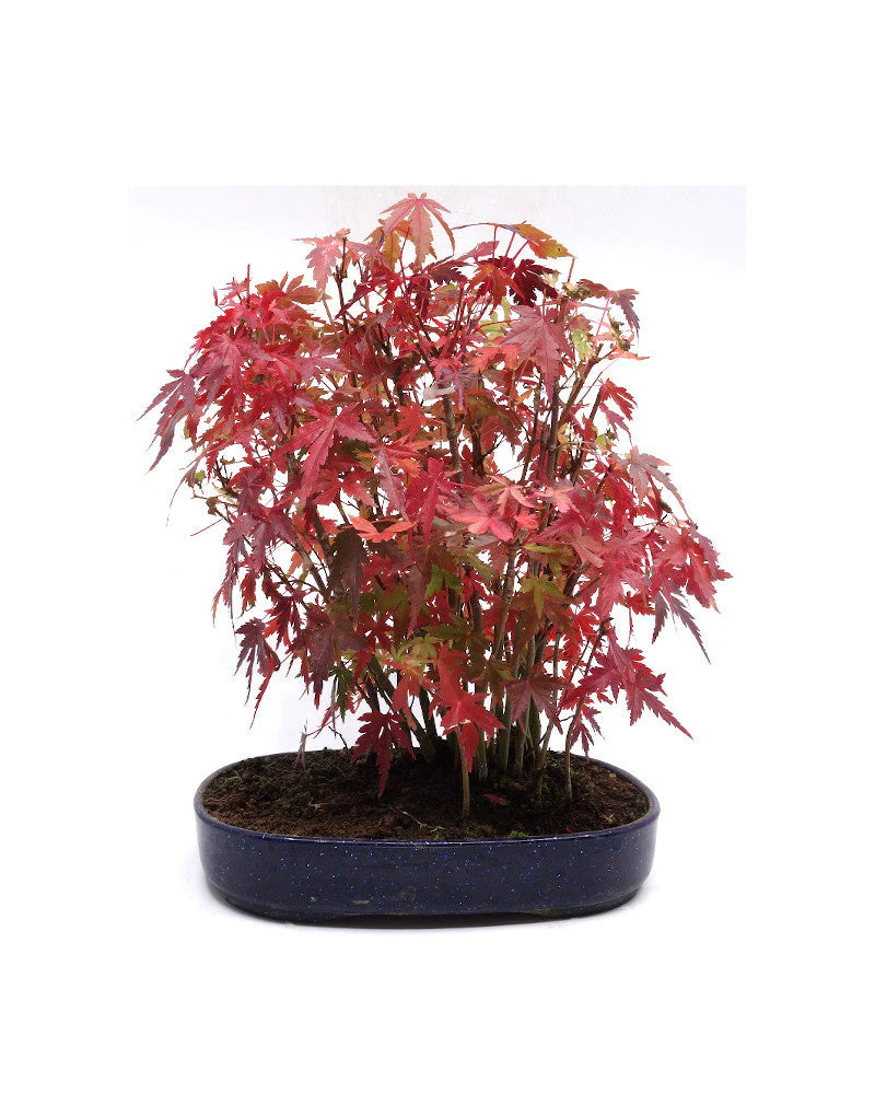 Acer palmatum plastic blauwe ovale pot 22cm, hoogte 32cm - Image 3