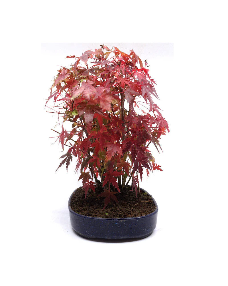 Acer palmatum plastic blauwe ovale pot 22cm, hoogte 32cm - Image 4