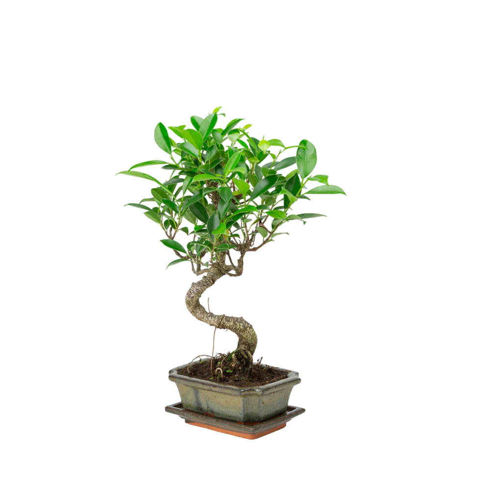 Ficus retusa Bonsai in groene pot 15cm, hoogte ~30cm - Image 3