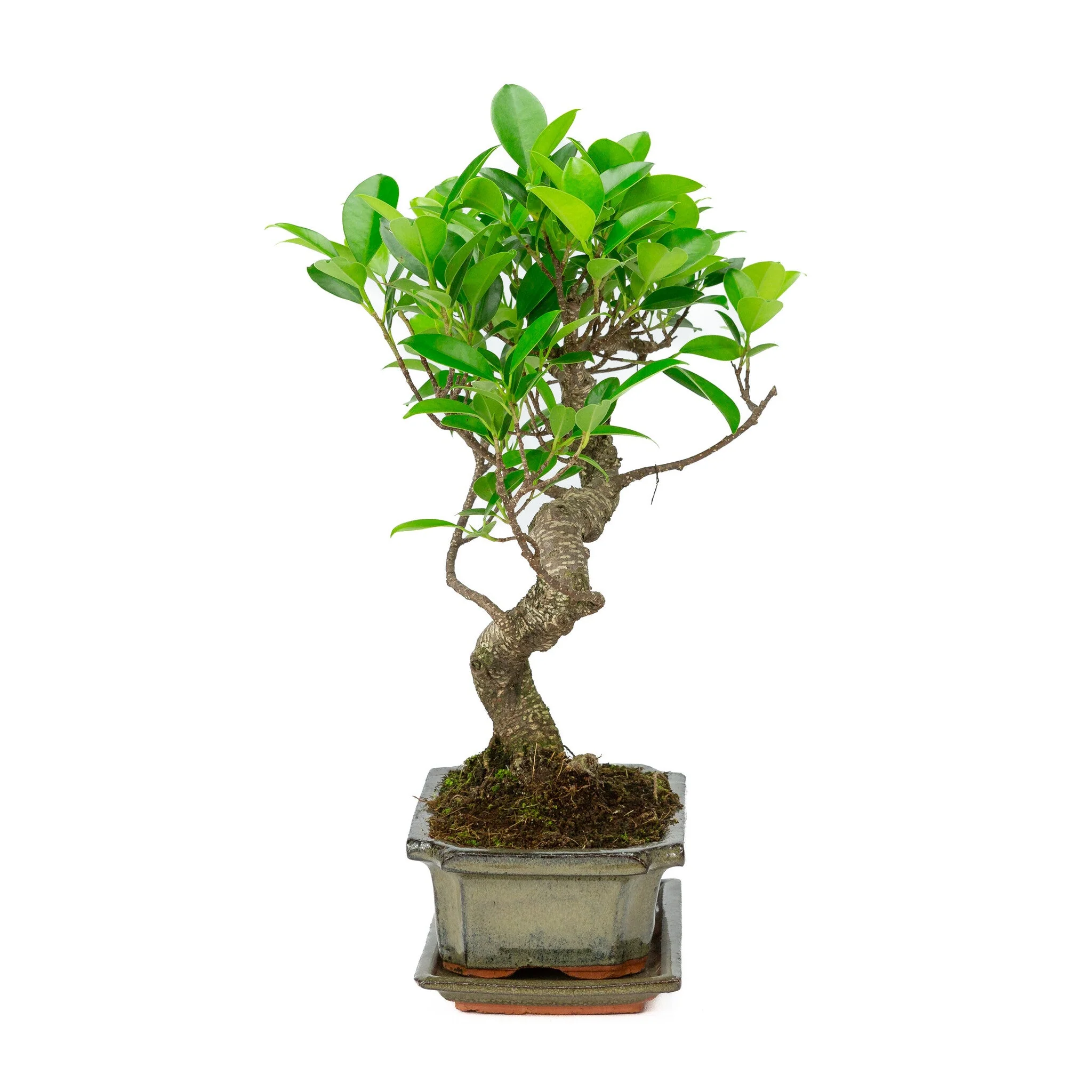 Miniatuur 2