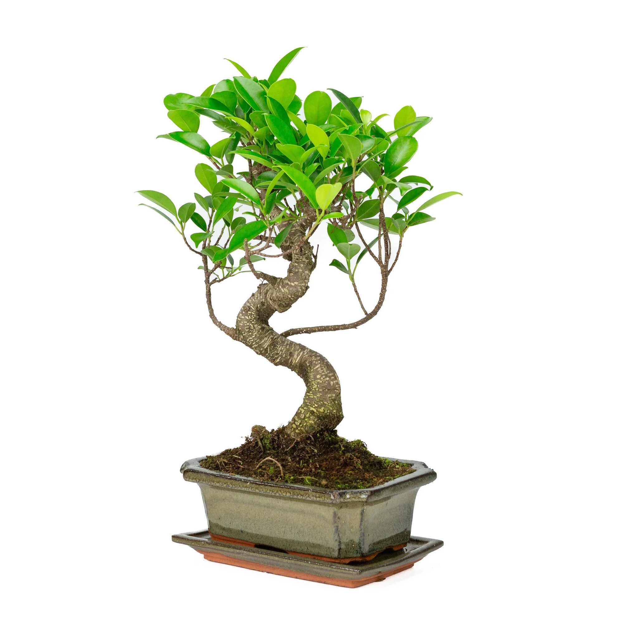 Ficus retusa Bonsai in groene pot 20cm, hoogte ~36cm - Image 3