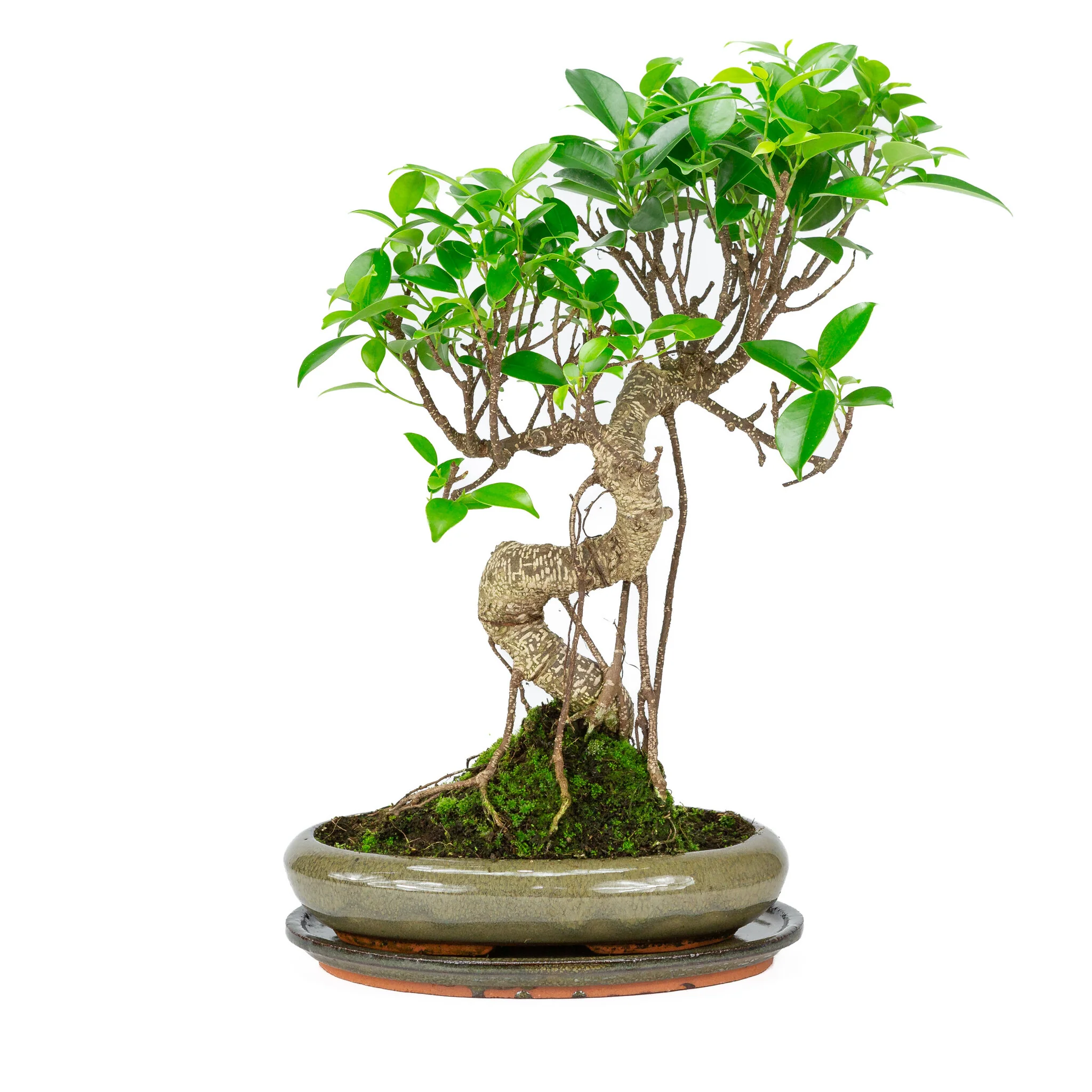 Miniatuur 1
