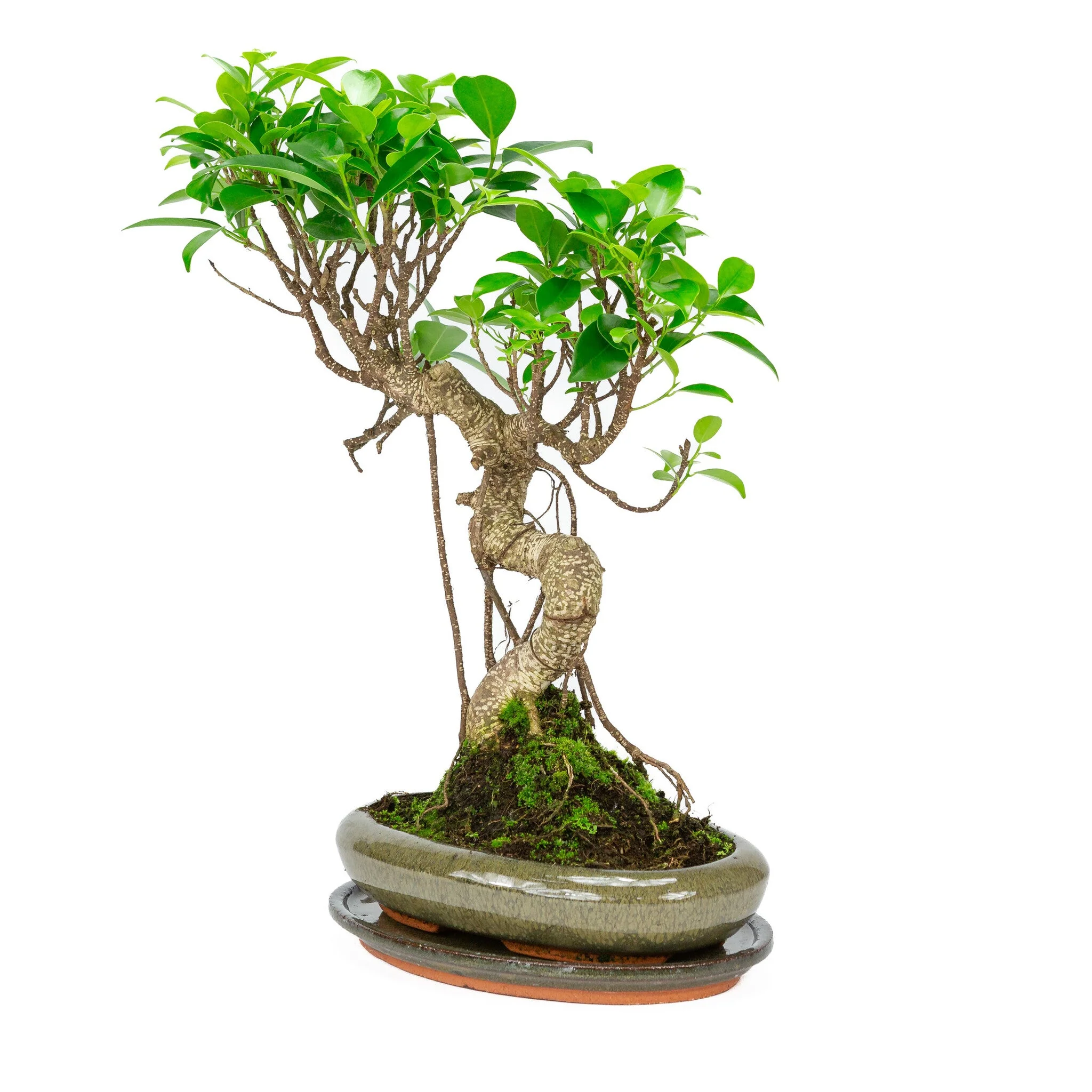 Ficus retusa Bonsai in groene pot 24cm, hoogte ~40cm - Image 3