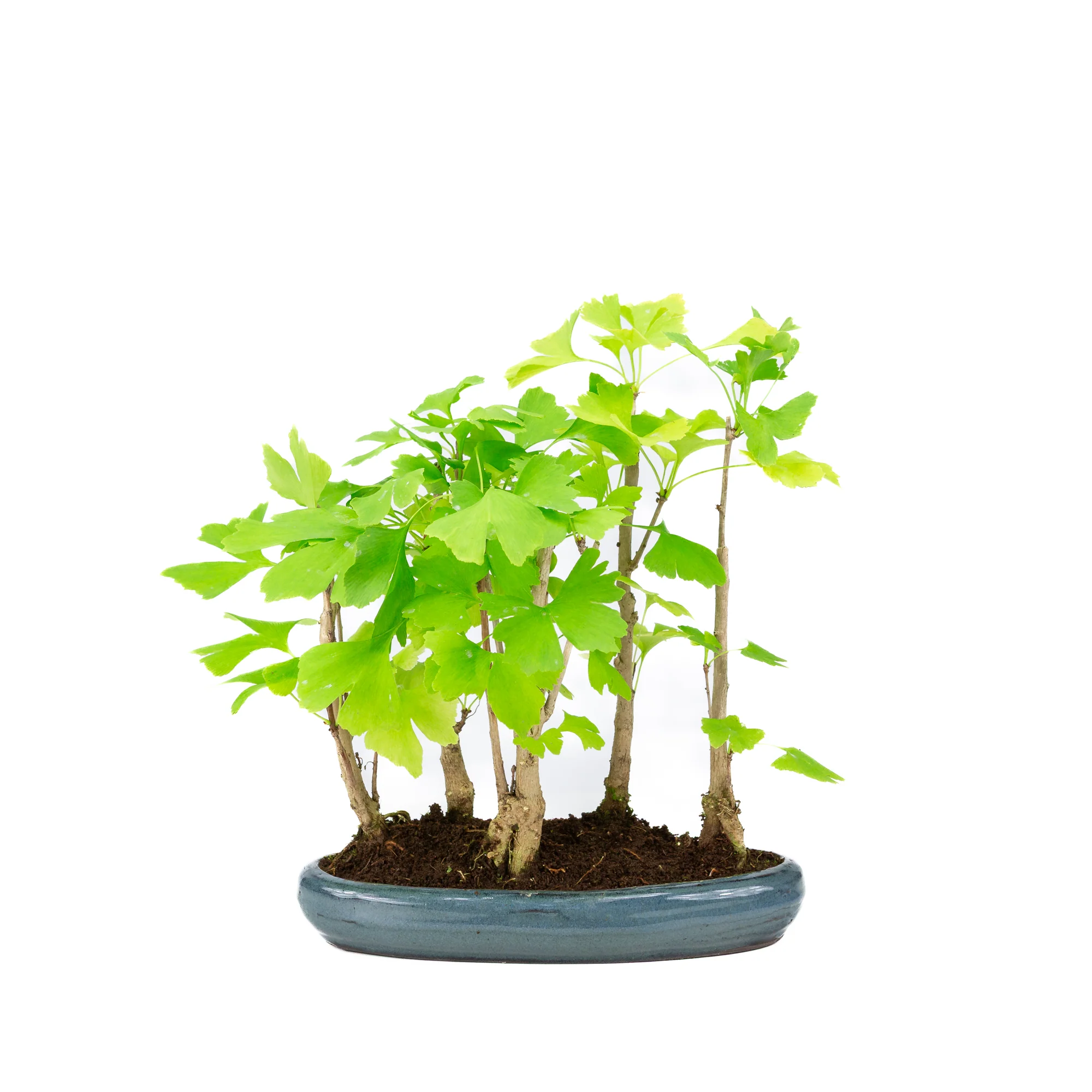 Miniatuur 1