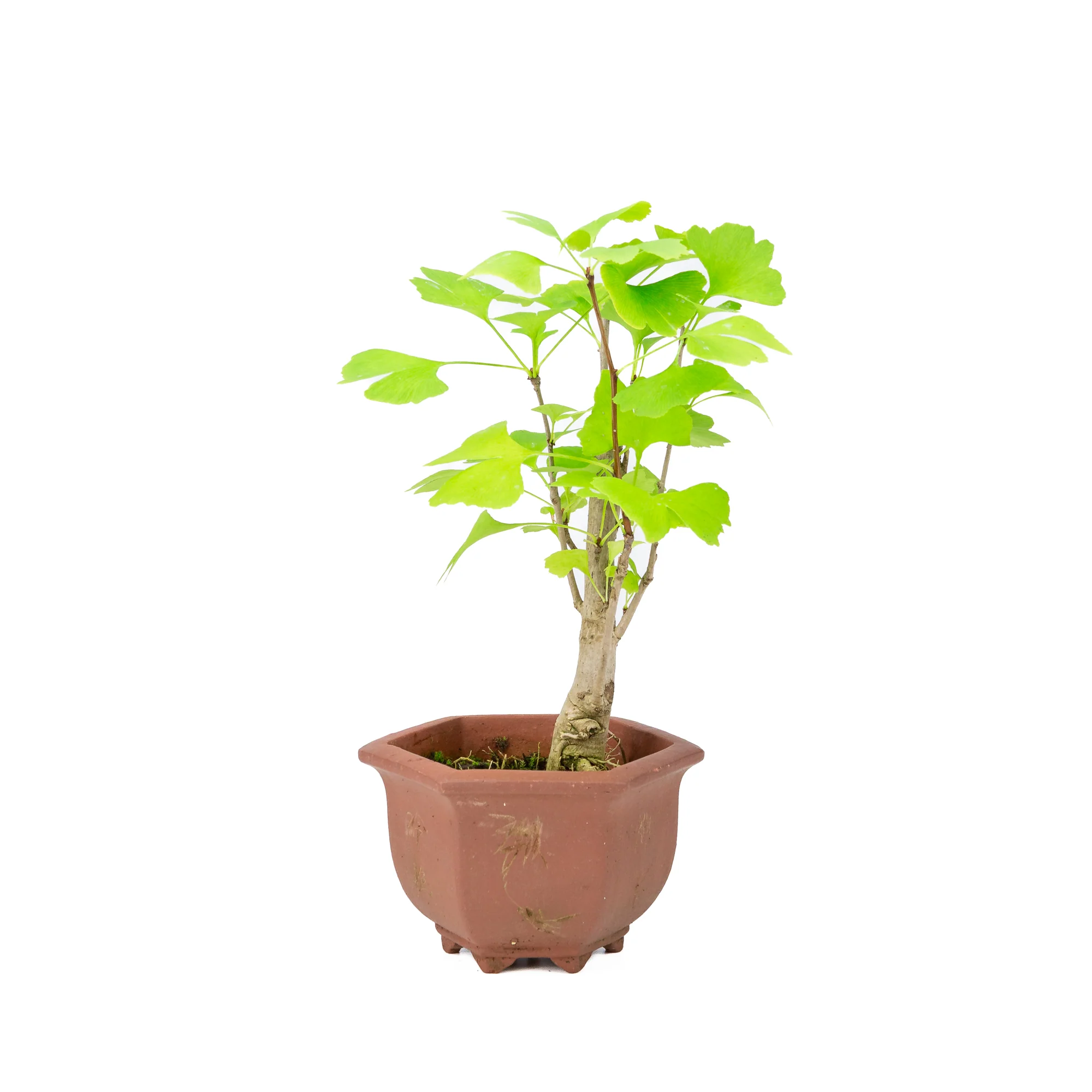 Ginkgo biloba bruine hexagonale pot 15cm, hoogte ~32cm