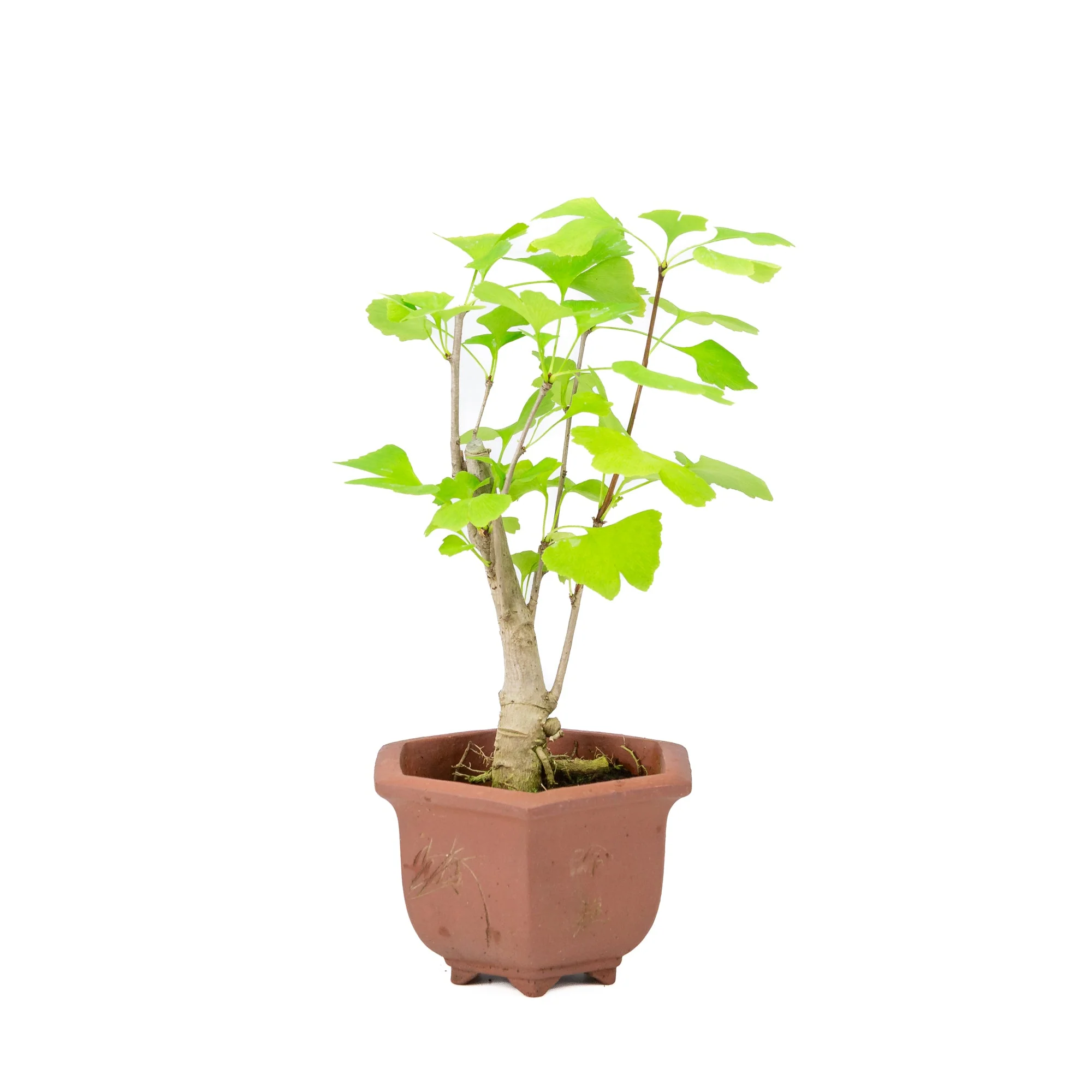 Ginkgo biloba bruine hexagonale pot 15cm, hoogte ~32cm - Image 2