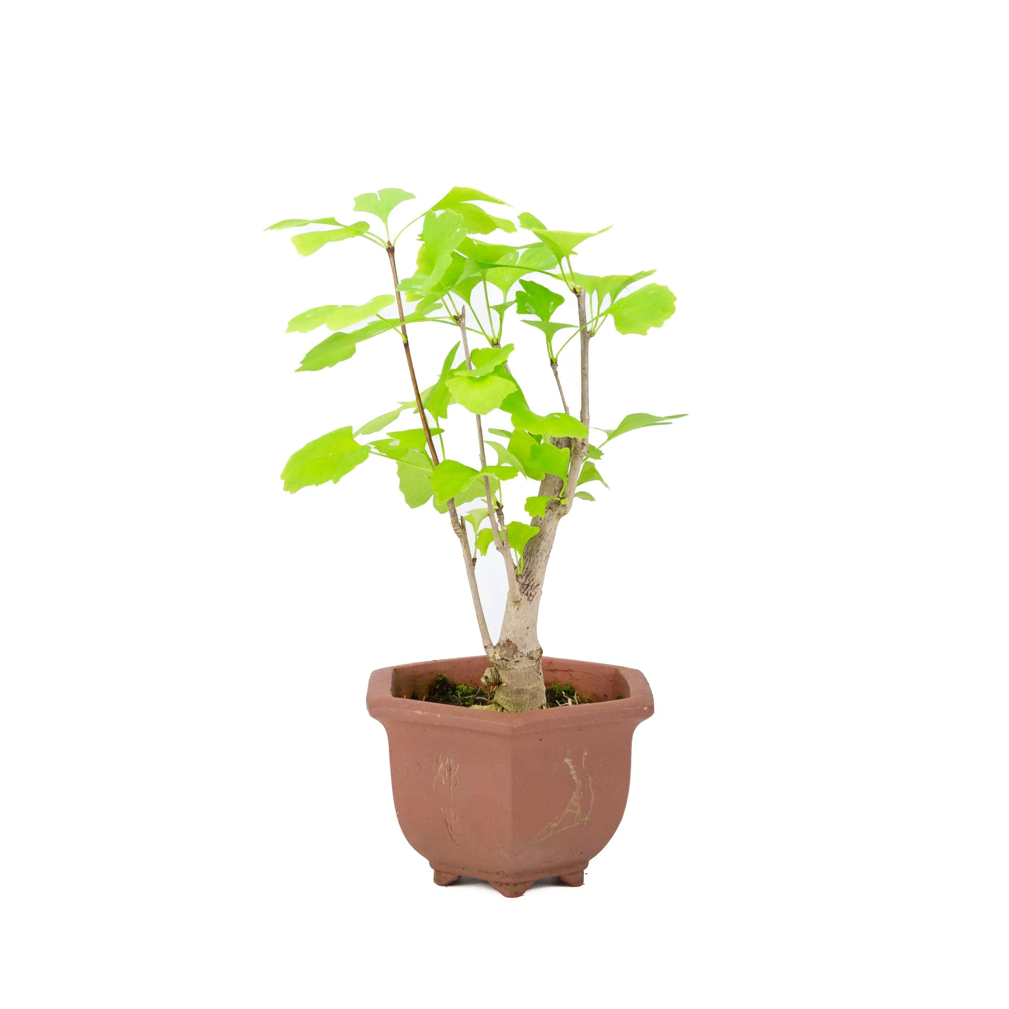 Ginkgo biloba bruine hexagonale pot 15cm, hoogte ~32cm - Image 3