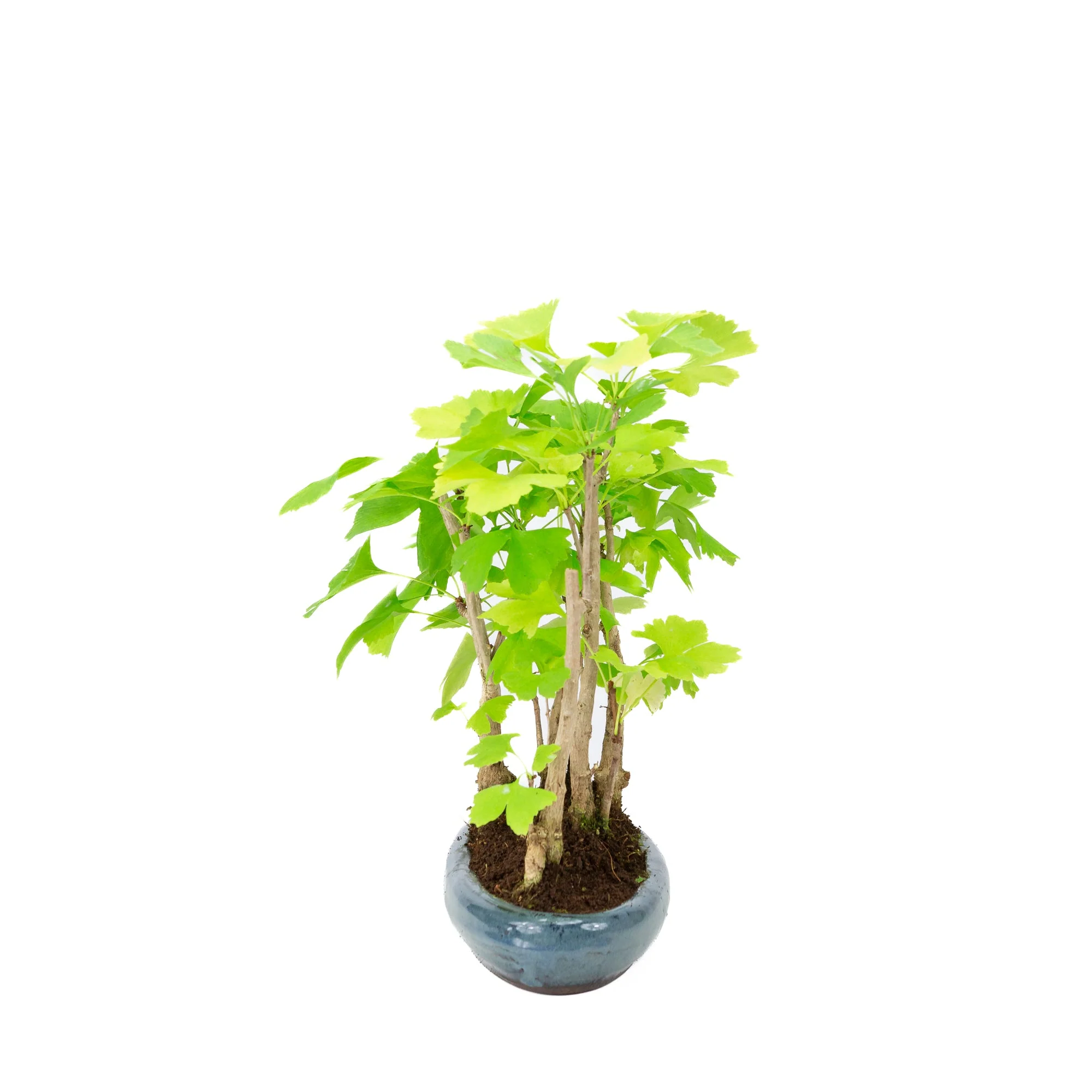Miniatuur 2