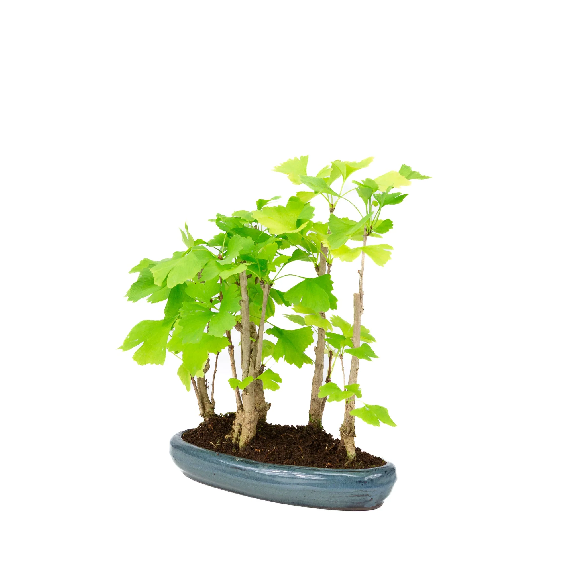 Ginkgo biloba groep 5 ovale pot 29cm, hoogte ~35cm - Image 3
