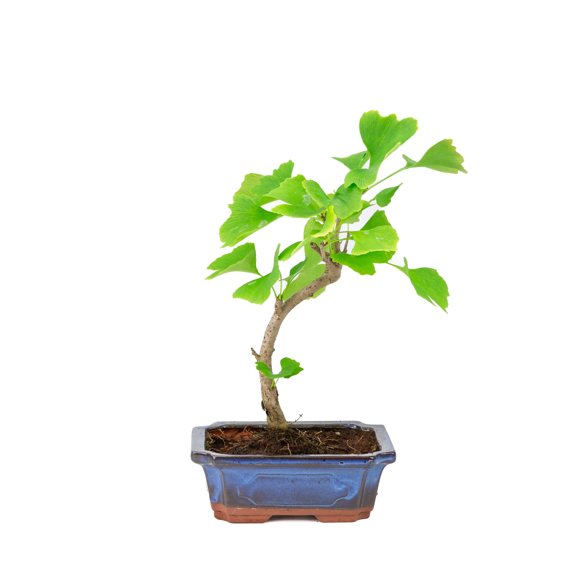 Ginkgo biloba blauwe rechthoekige pot 18cm, hoogte ~35cm