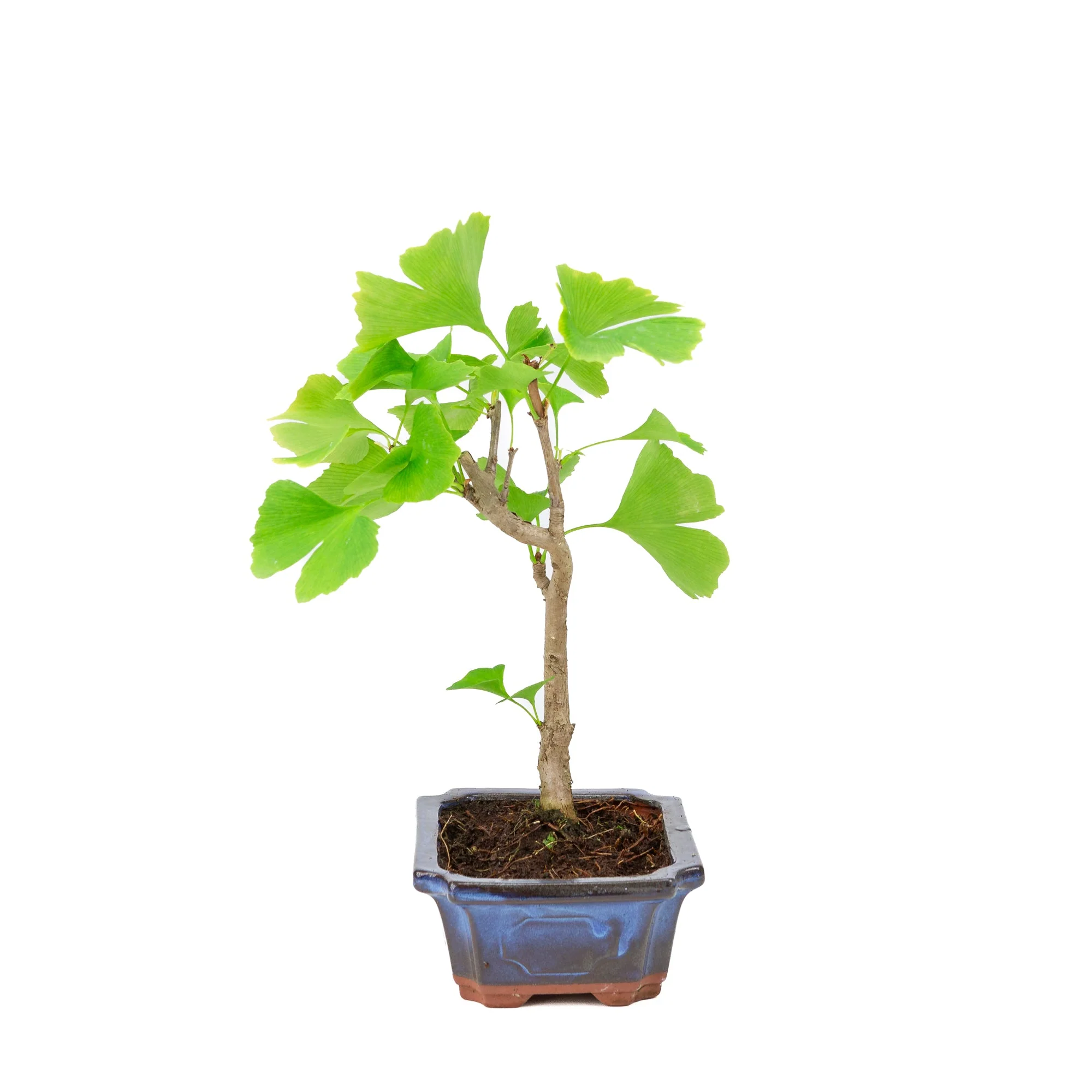 Ginkgo biloba blauwe rechthoekige pot 18cm, hoogte ~35cm - Image 2