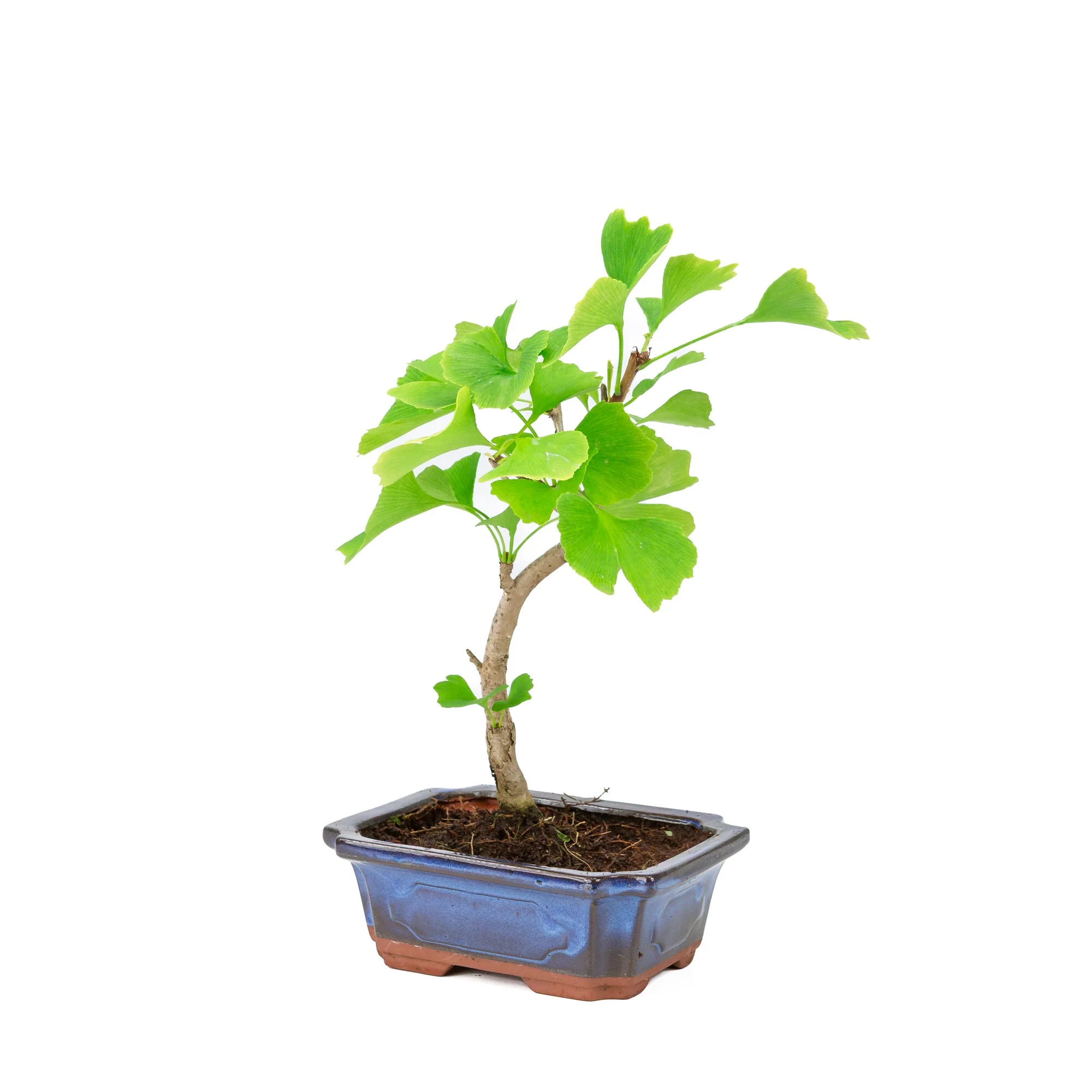 Ginkgo biloba blauwe rechthoekige pot 18cm, hoogte ~35cm - Image 3