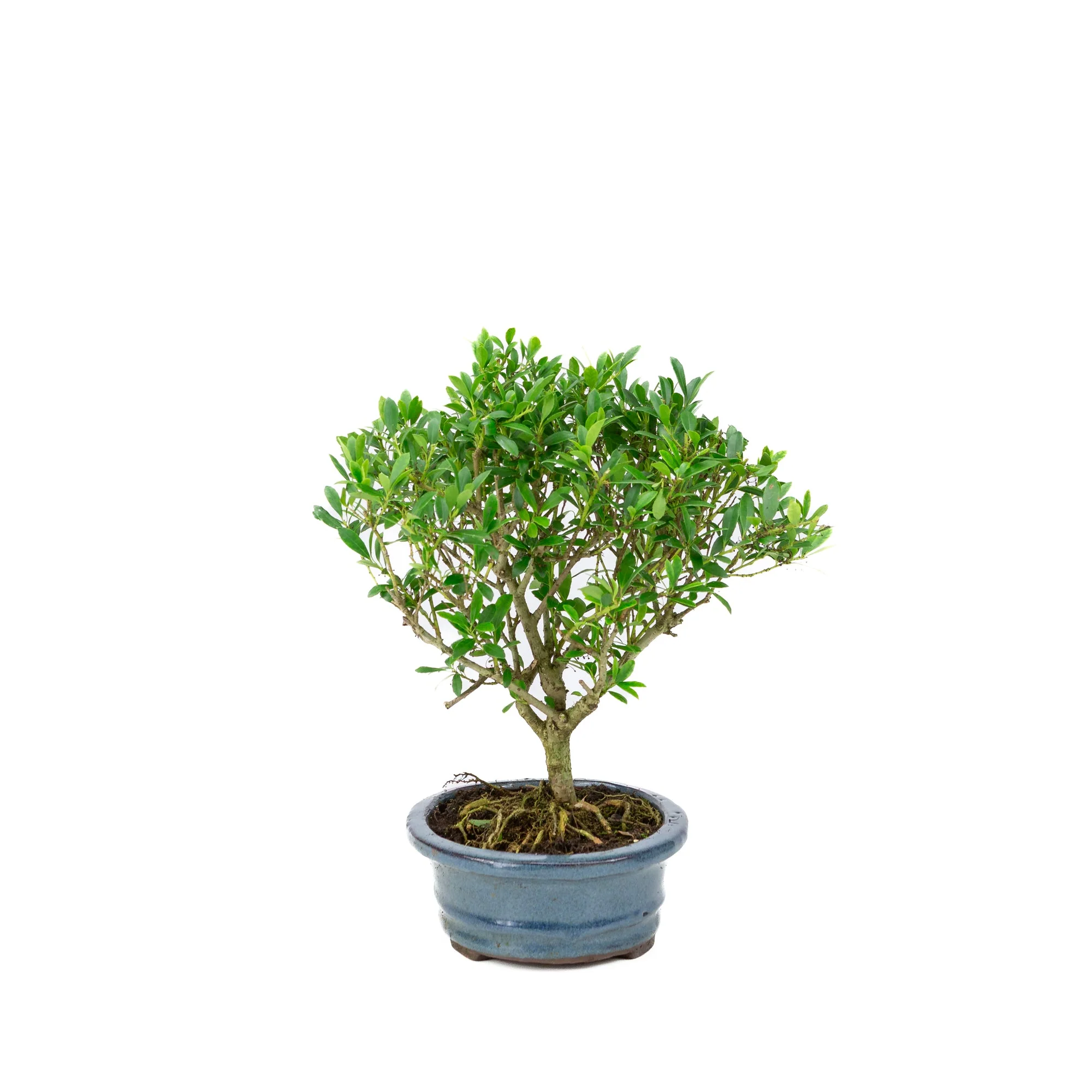 Ilex crenata Bonsai in blauwe pot 18cm, hoogte ~25cm - Image 2