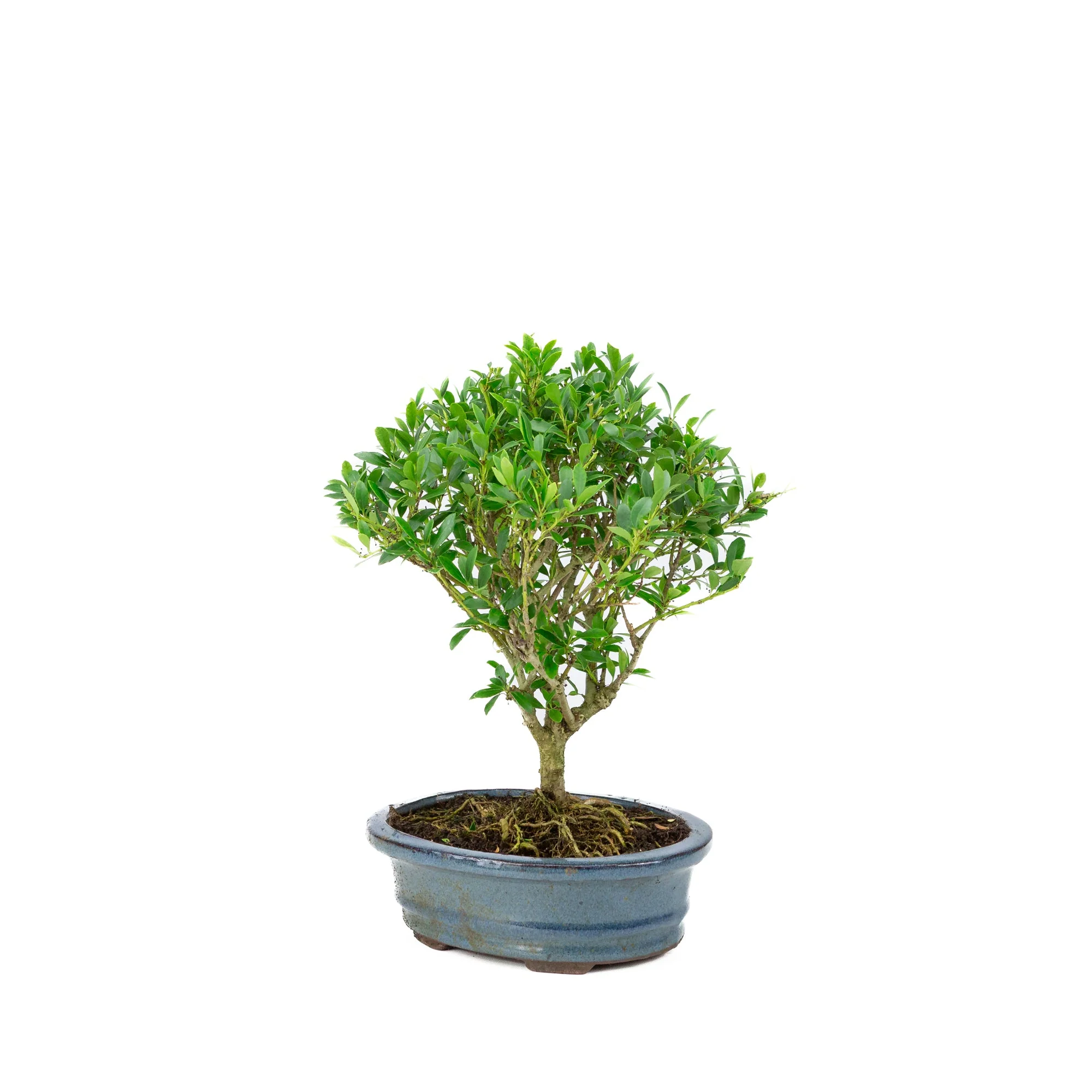 Ilex crenata Bonsai in blauwe pot 18cm, hoogte ~25cm - Image 3