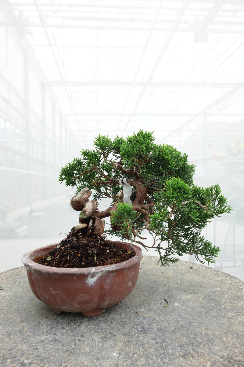 Miniatuur 2