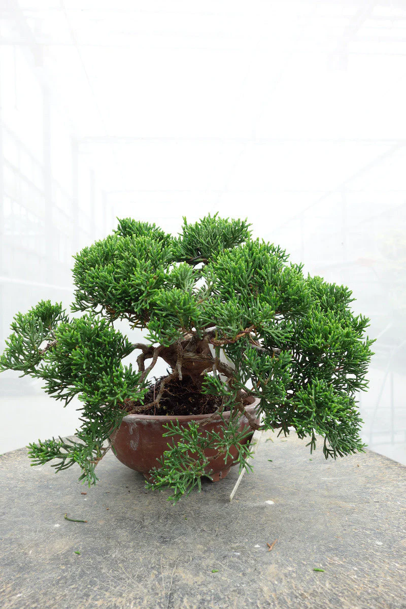 Juniperus chinensis ongeglazuurde ronde pot 15cm, hoogte ~20cm - Image 3