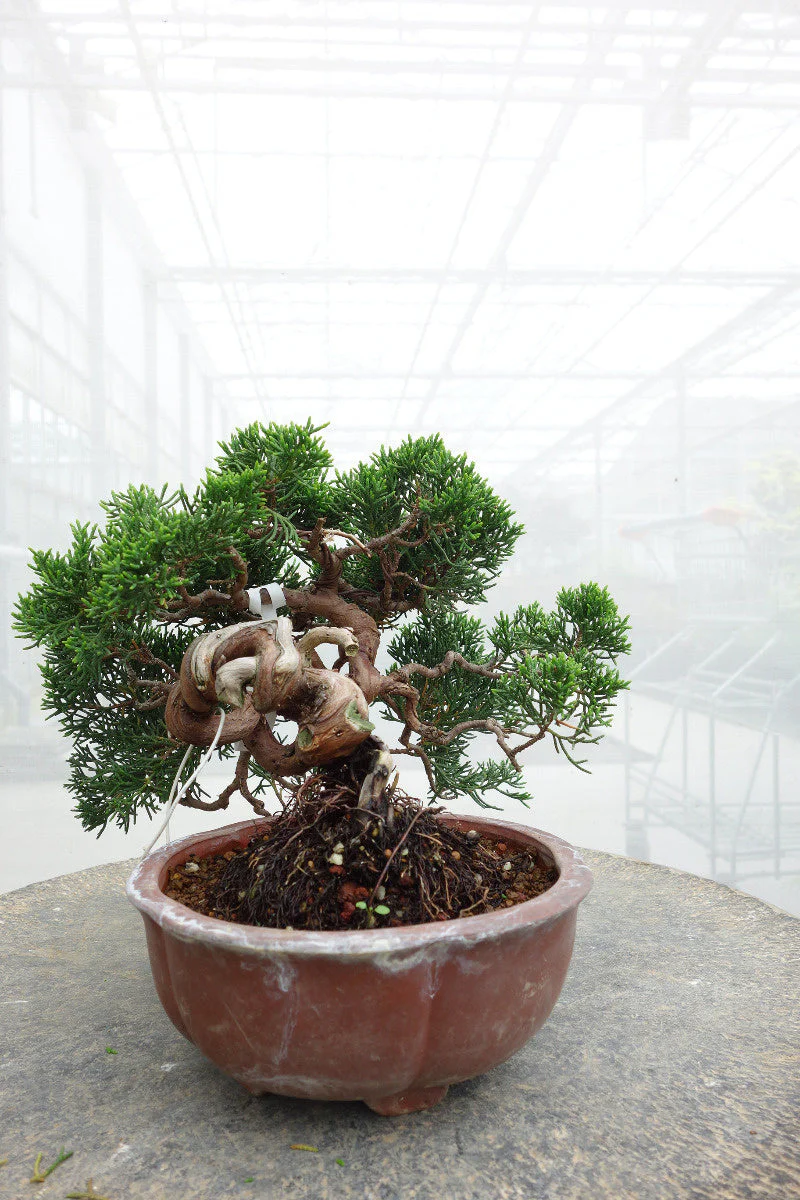 Juniperus chinensis ongeglazuurde ronde pot 15cm, hoogte ~20cm - Image 4