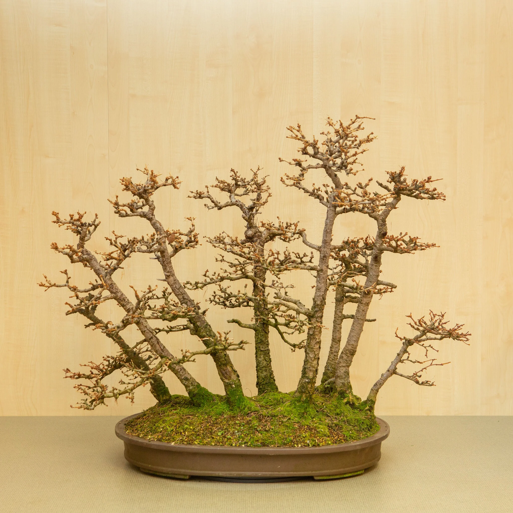 Larix kaempferi ongeglazuurde ovale pot 62 cm, hoogte ~73 cm
