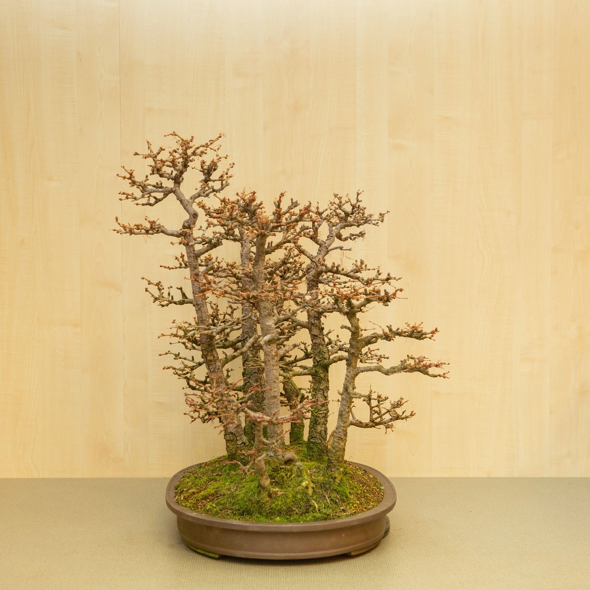 Larix kaempferi ongeglazuurde ovale pot 62 cm, hoogte ~73 cm - Image 2
